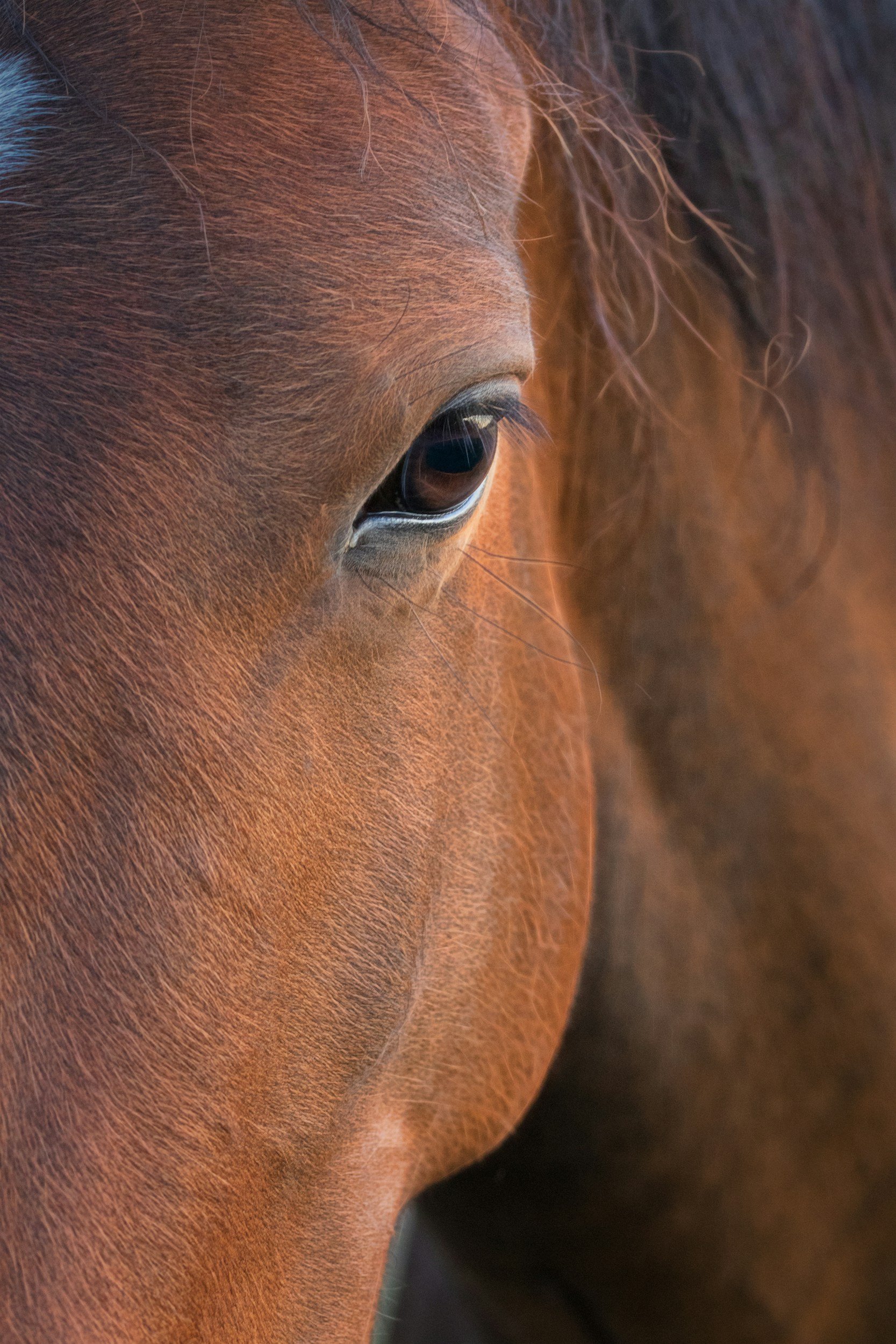 Close-up of a horse's eye and the surrounding brown fur.