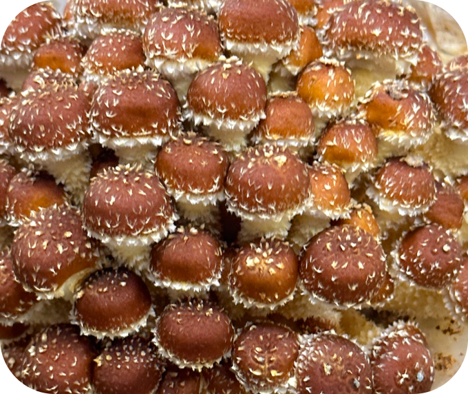 mushroom-phases3.png