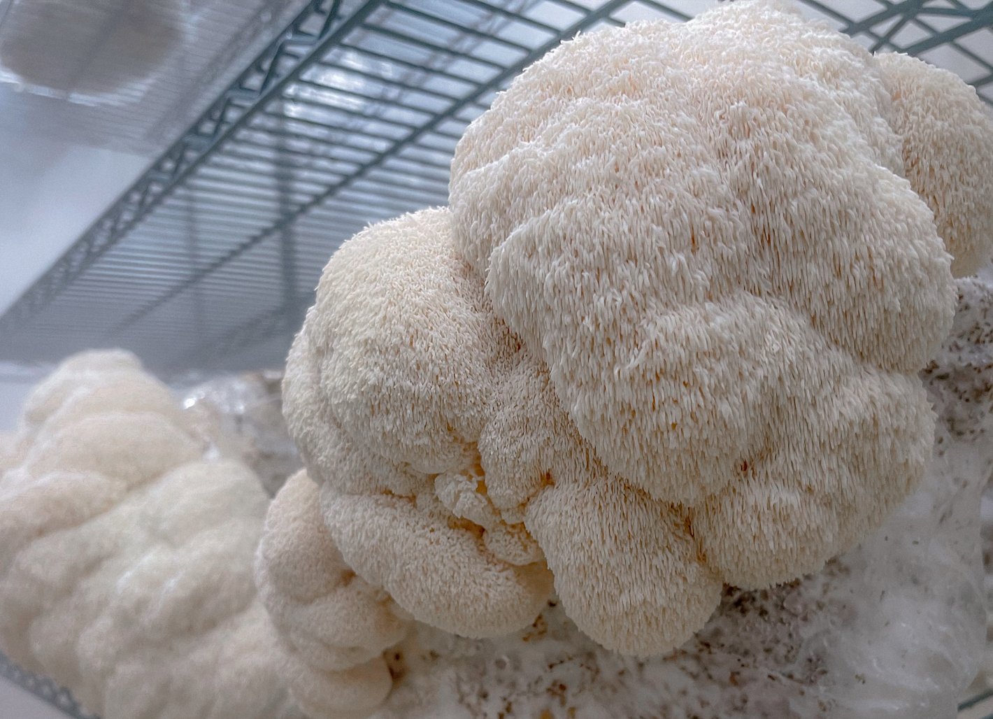 Lion's Mane