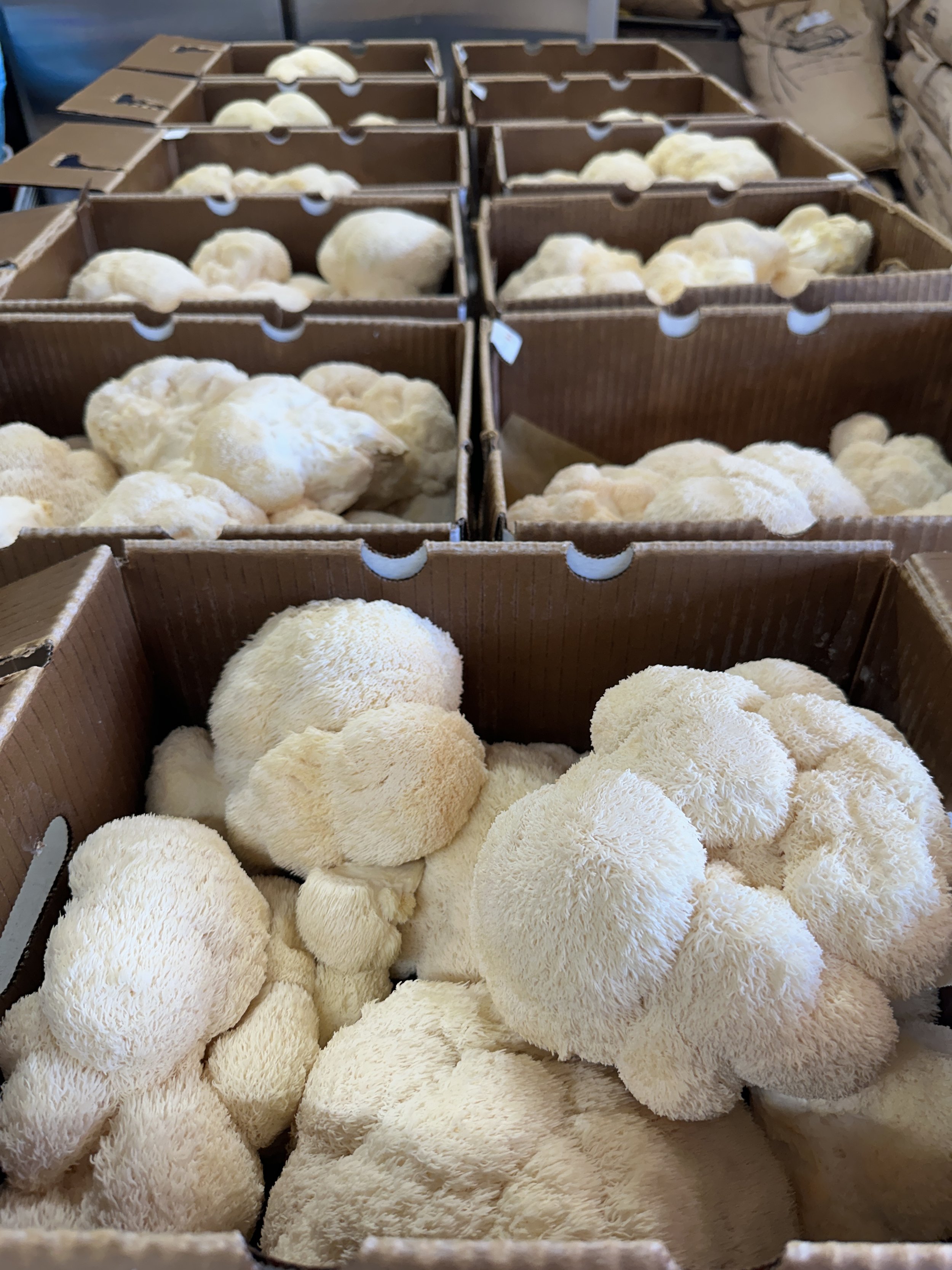 Multiple boxes filled with fresh lions mane mushrooms stacked in a storage area or market.