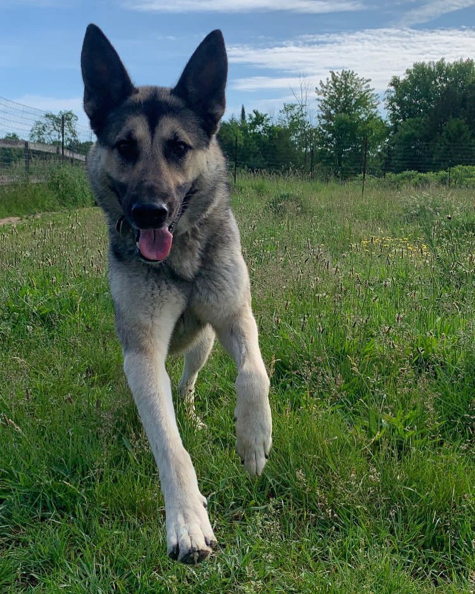 Pup pic of the week 📸 
- Hugo 🐾