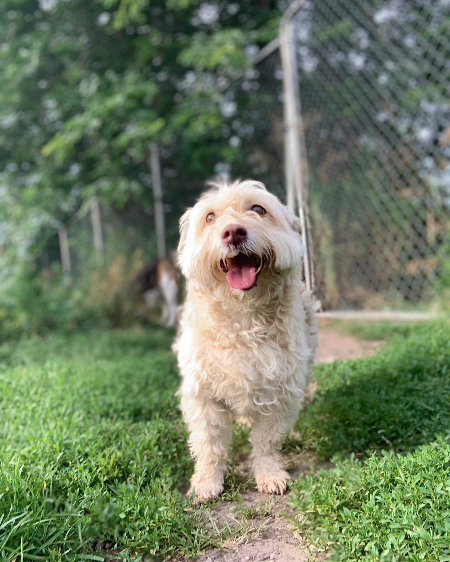 Pup pic of the week 📸 
- Dali 🐾