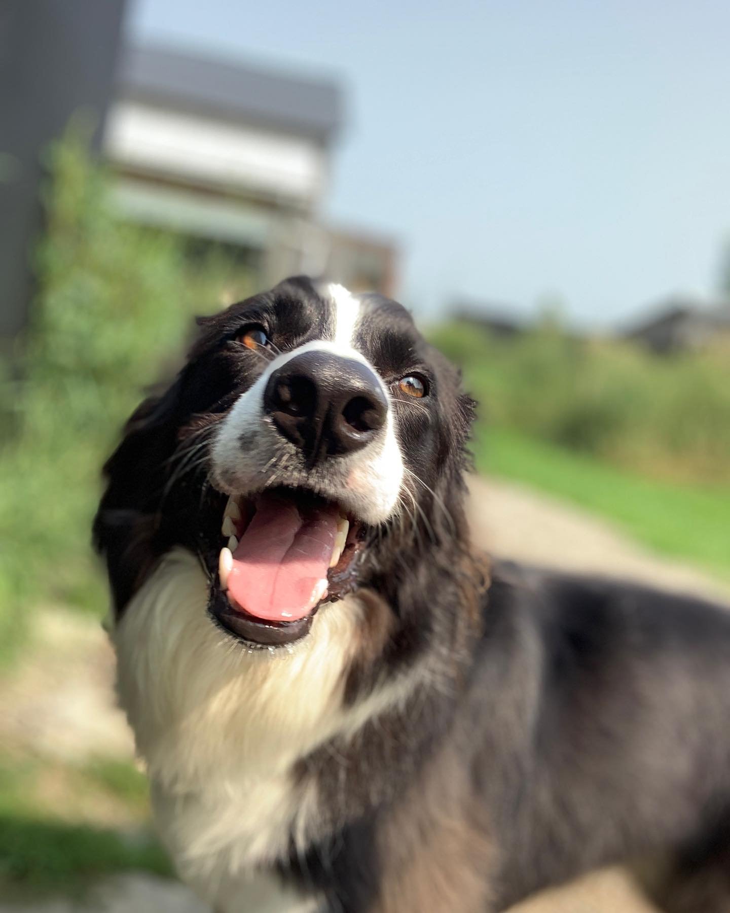 Pup pic of the week 📸 
- Ray 🐾