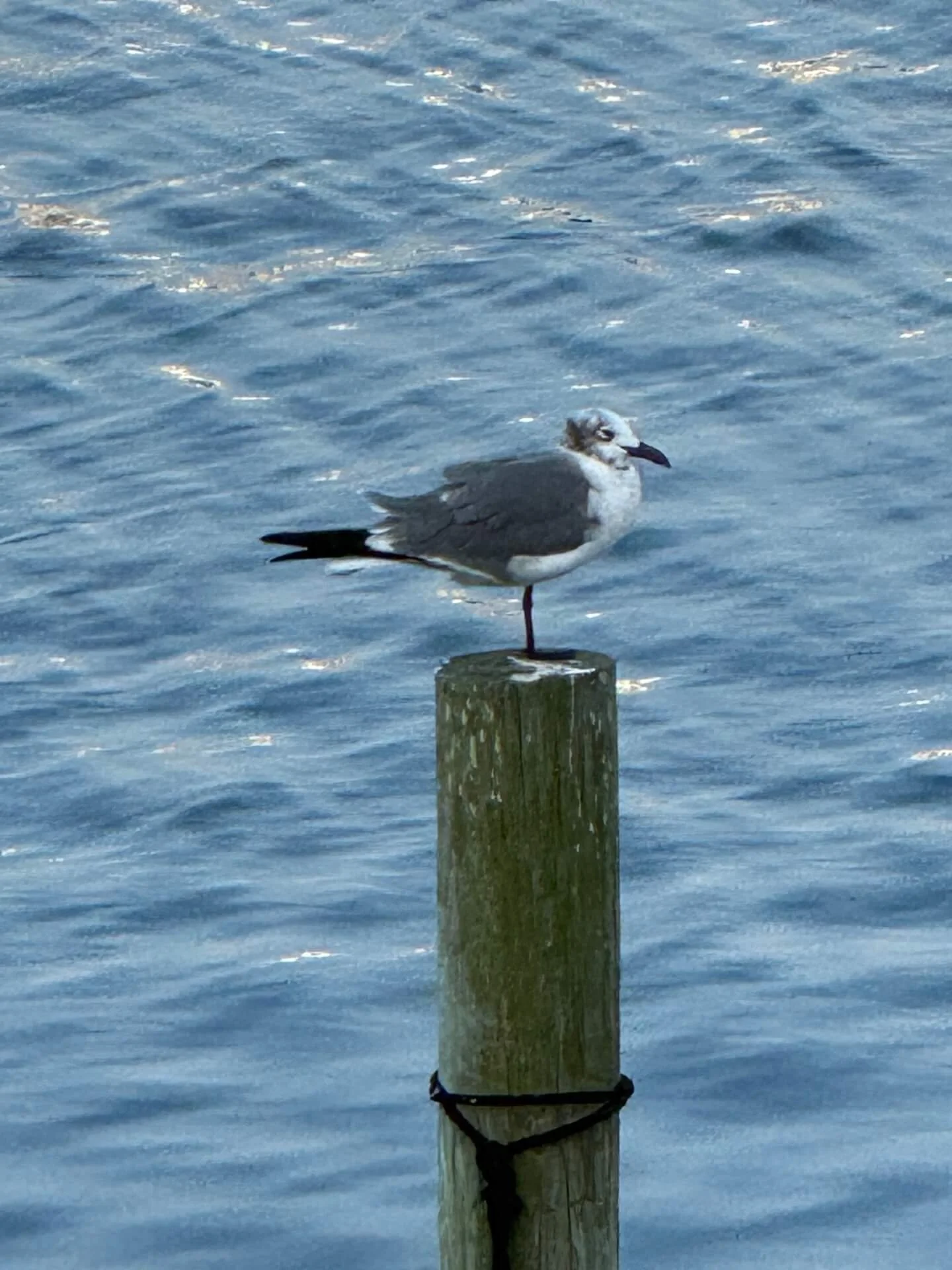 OBX2026-26.JPG
