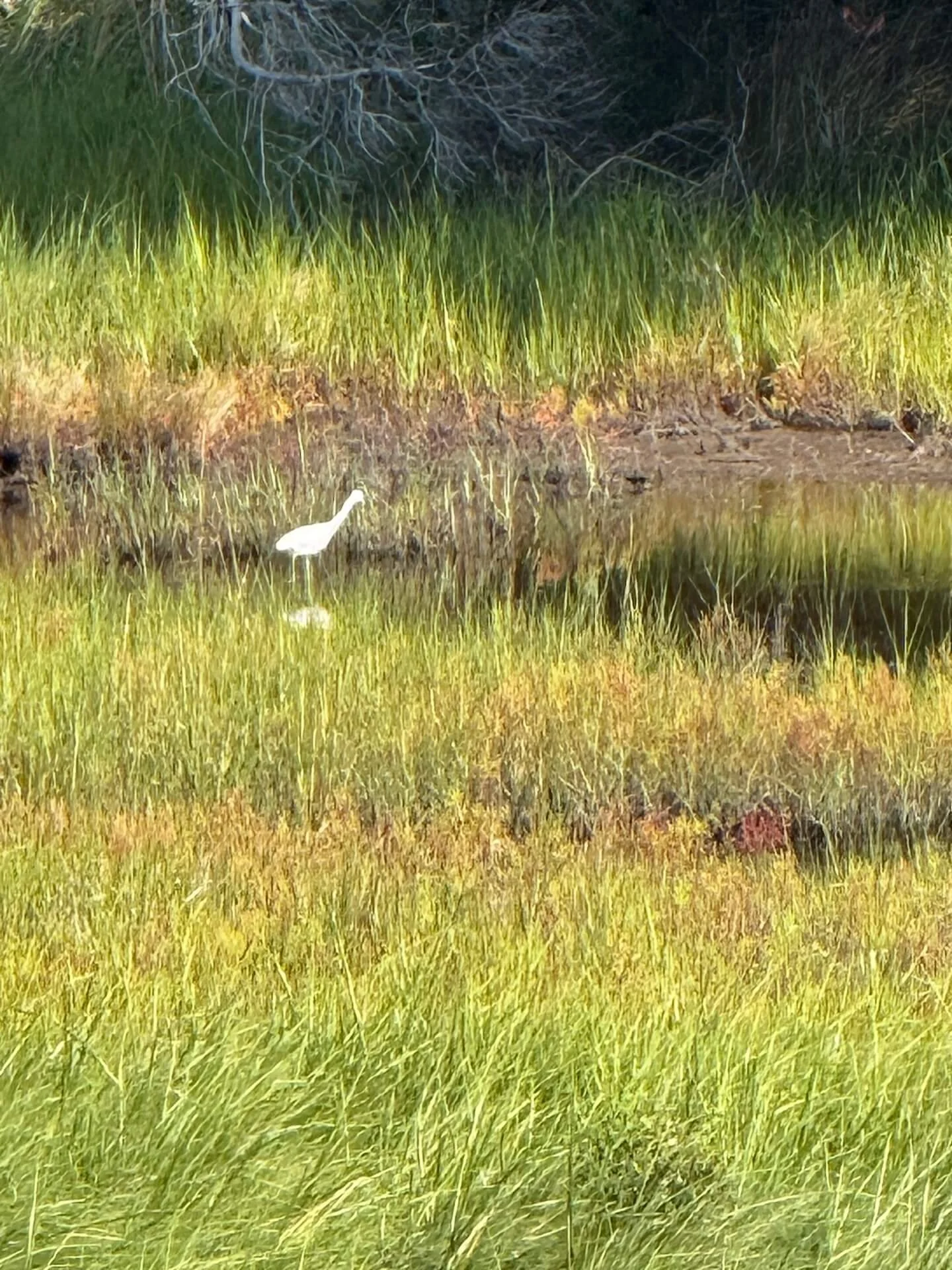 OBX2026-27.JPG