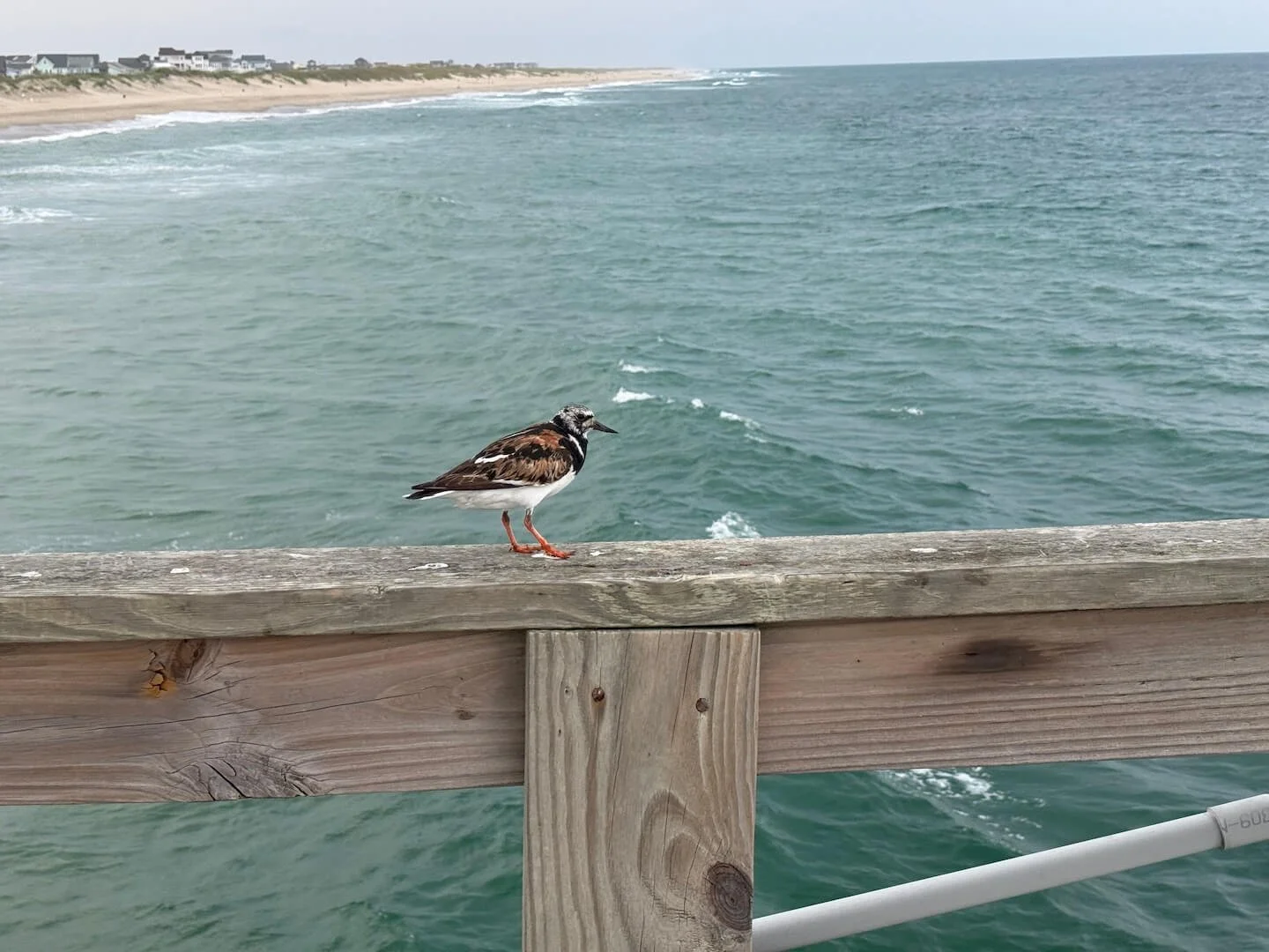 OBX2026-69.JPG