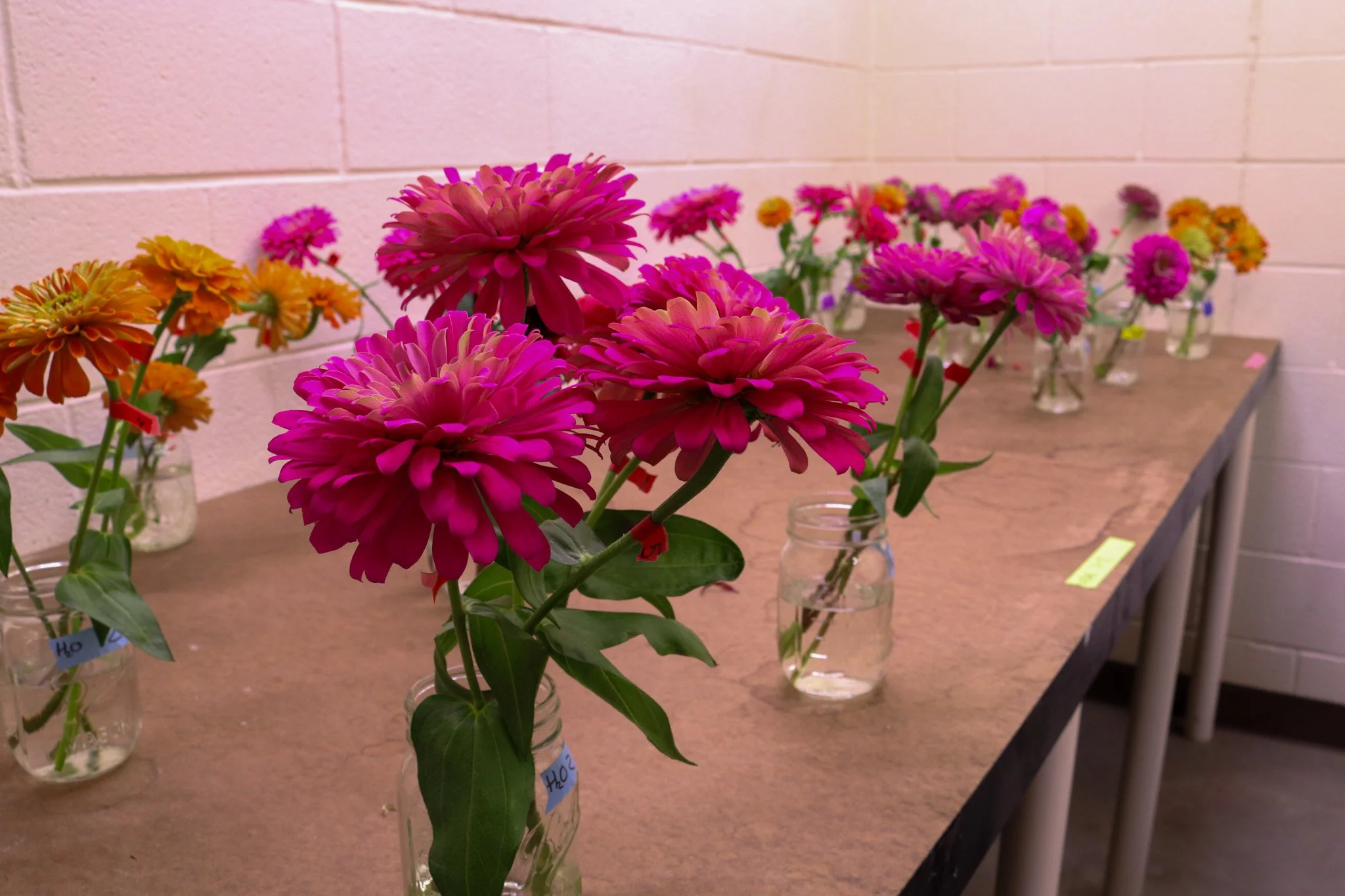 Dr. Faust Plant Pathology and Floriculture Lab