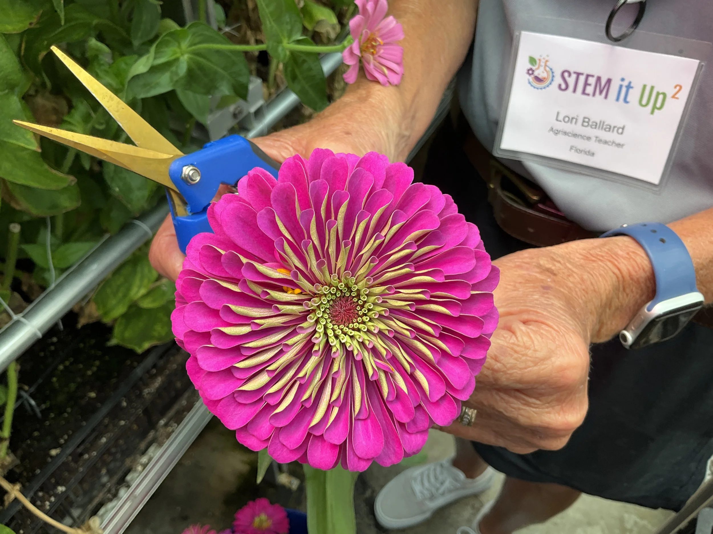 Dr Faust Greenhouse Close Up FLower.JPG