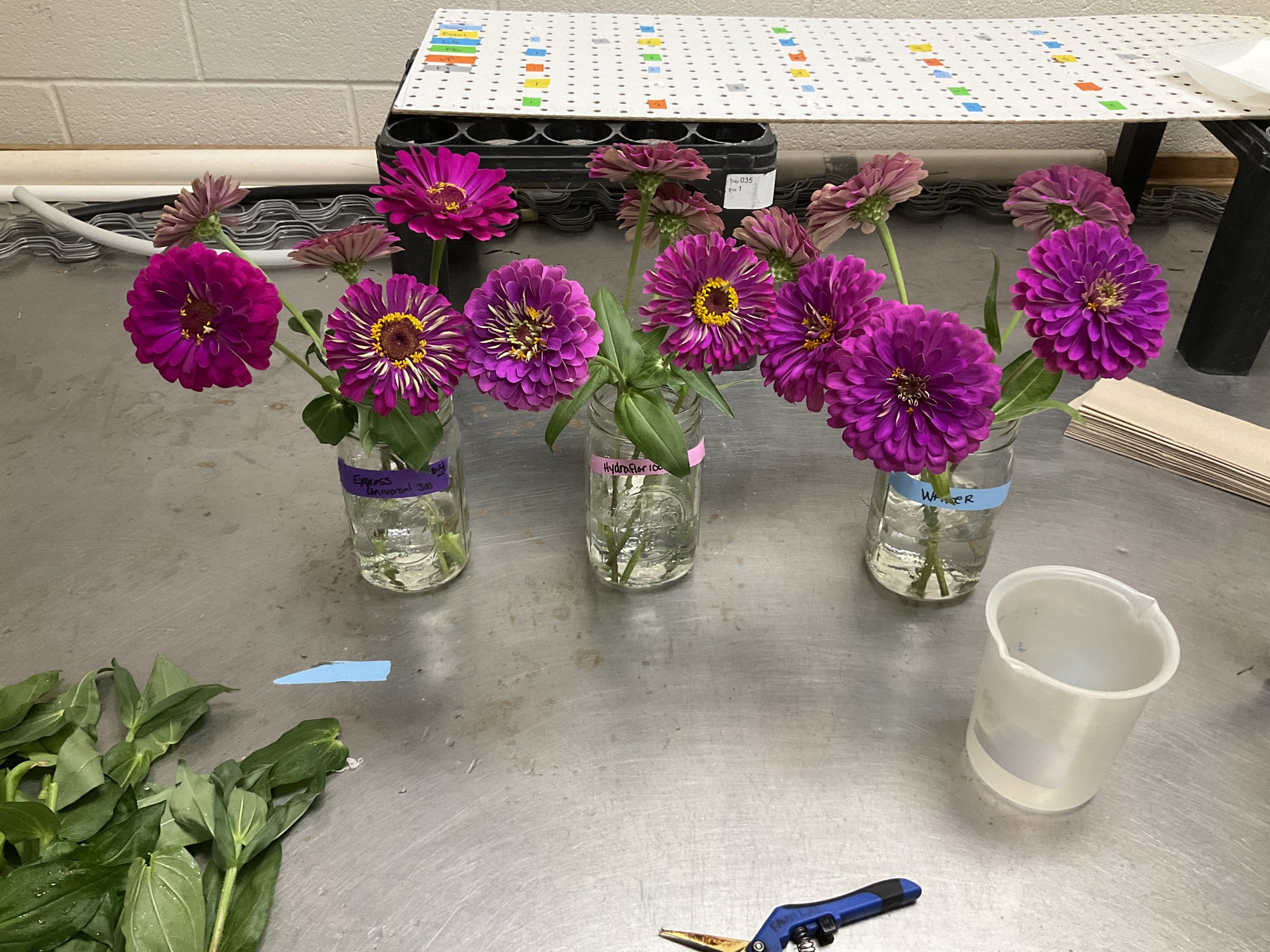 Vases_Dr. Faust Lab.JPG