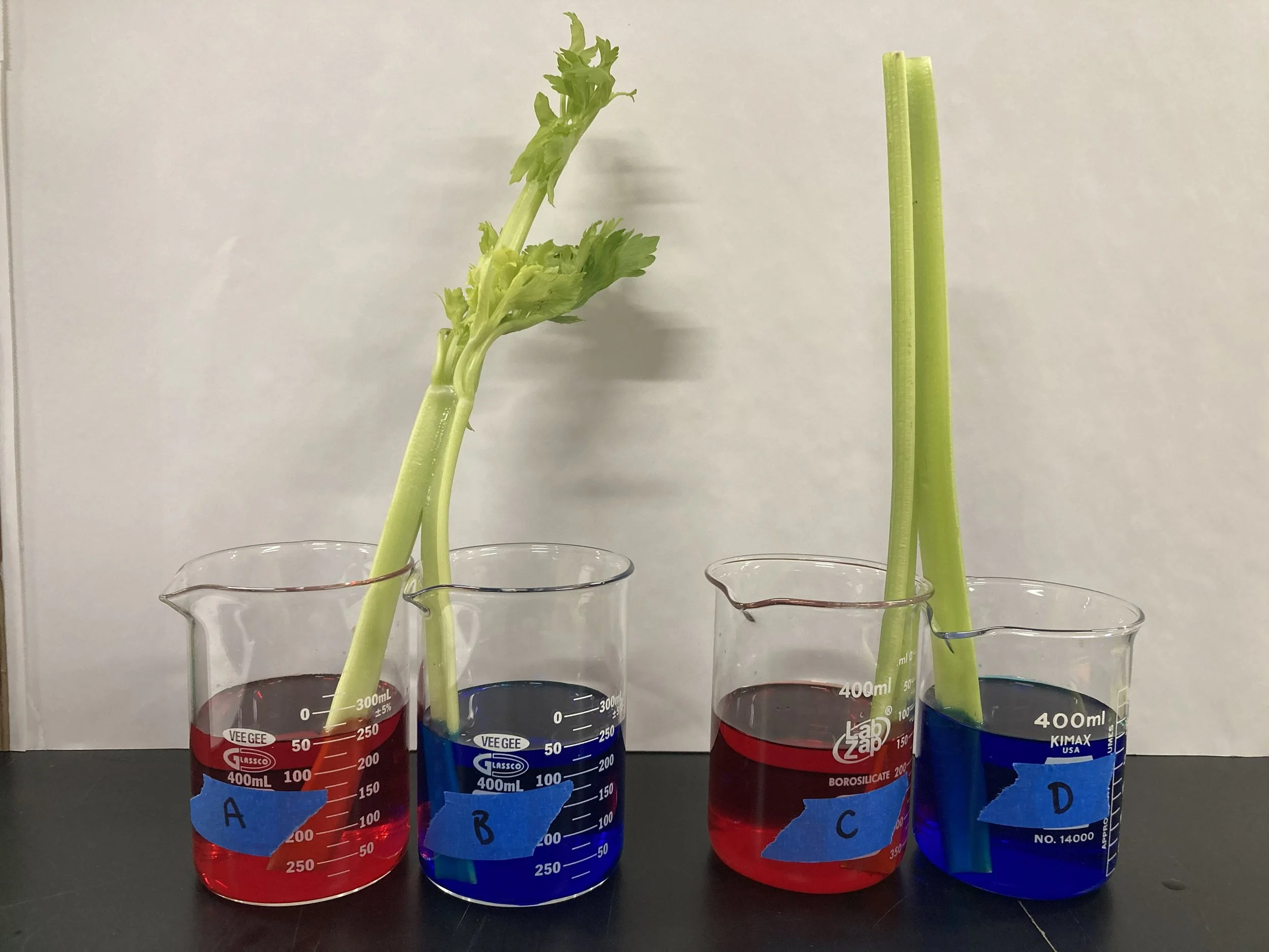 Celery_Dr D Lab.jpeg