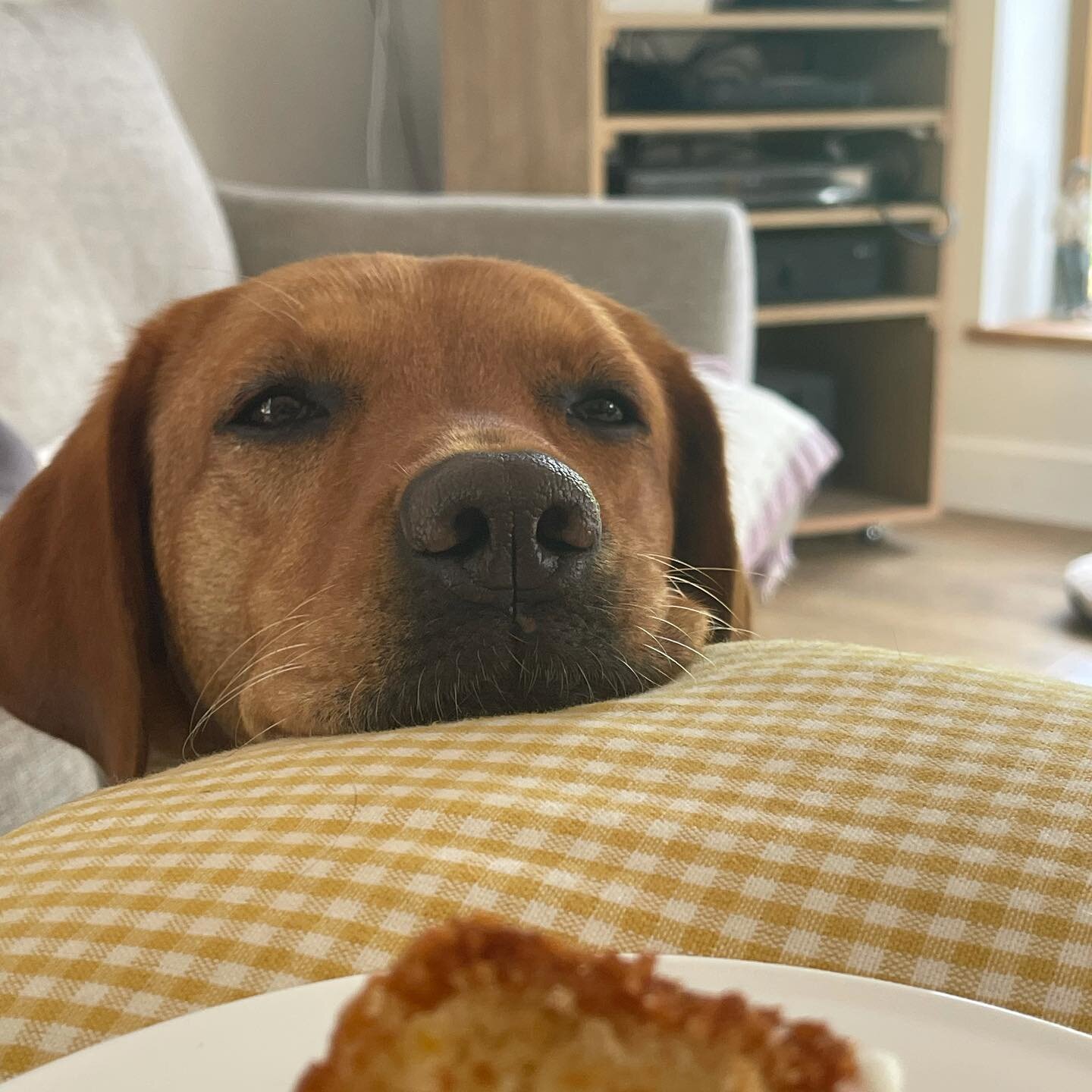 &hellip;I&rsquo;ll just sit here quietly&hellip;🍰🐶
