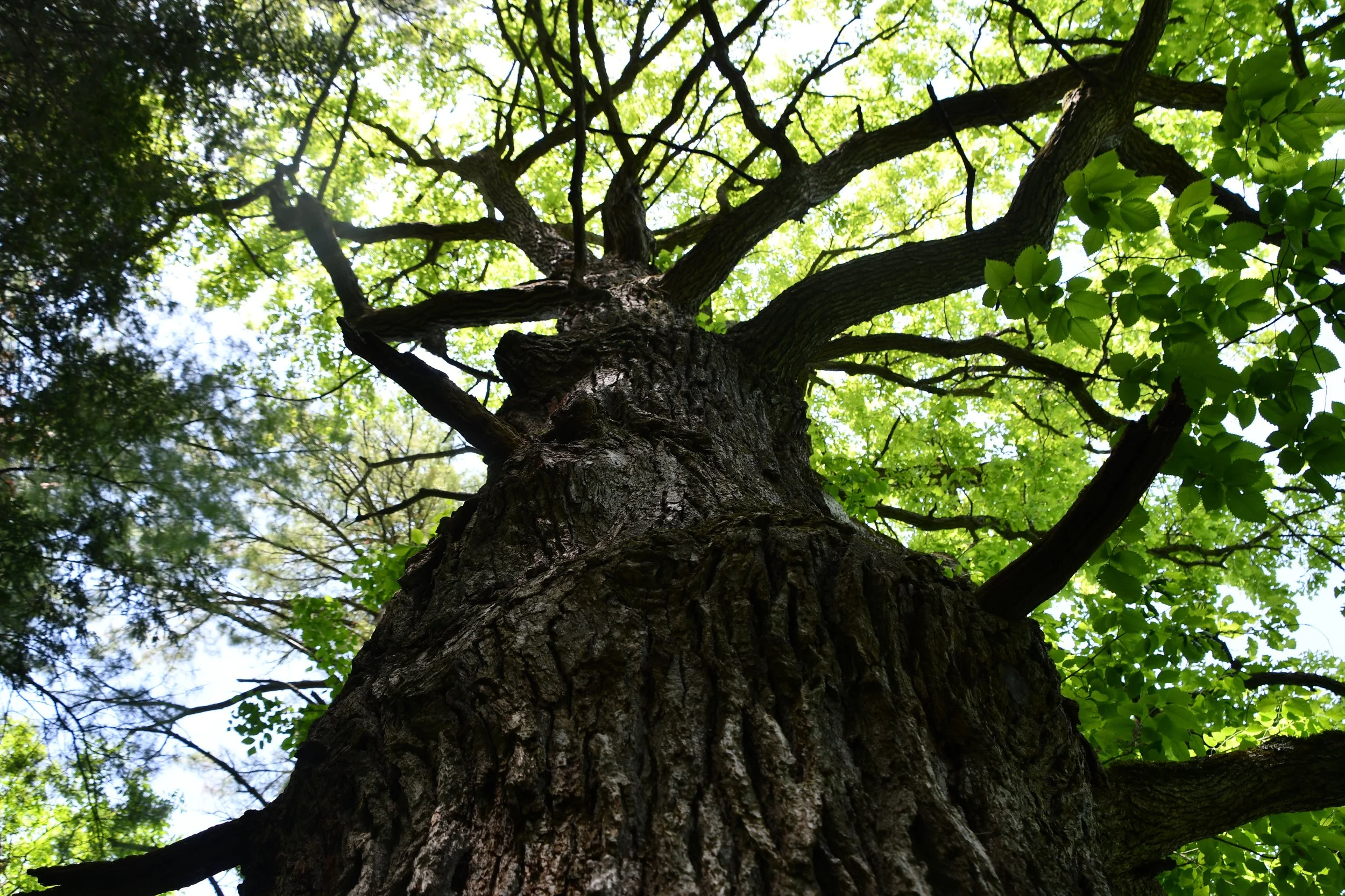   Gnarled crown of an old oak.  Photo © Liz Thompson 