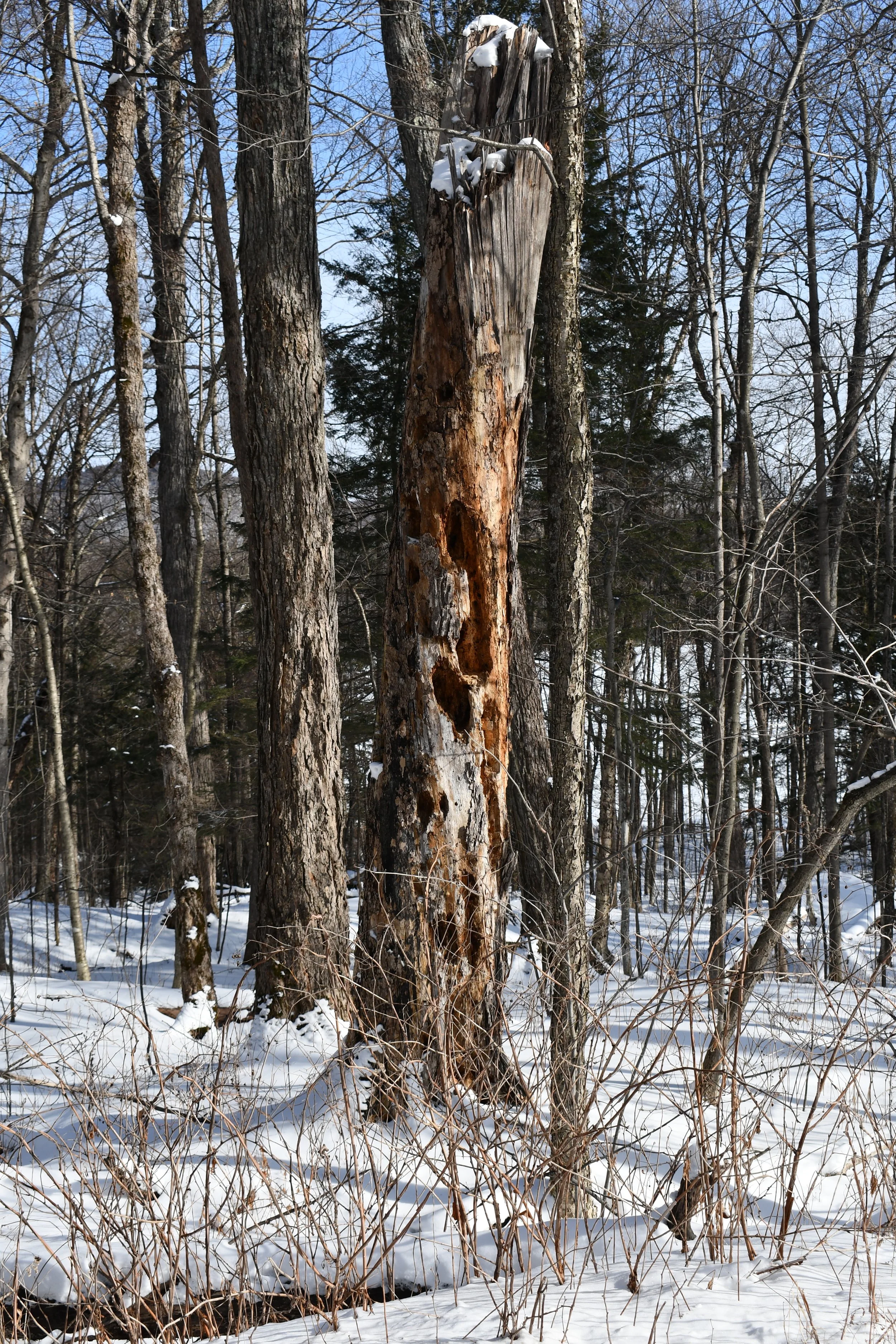   Standing snags in Gifford Woods State Park, Vermont.  Photo © Liz Thompson 