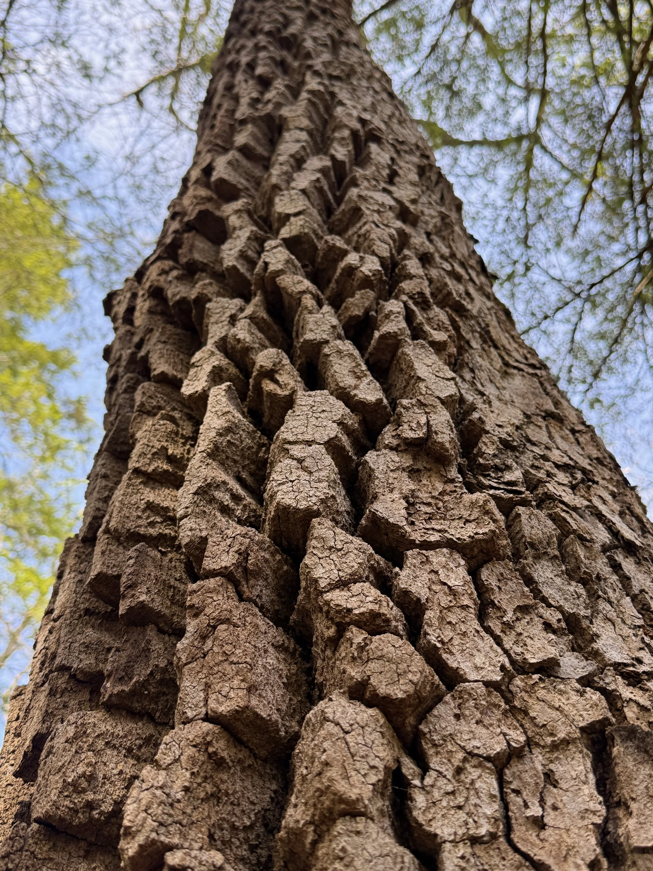  Deeply fissured bark of black gum.  Photo © Liz Thompson 