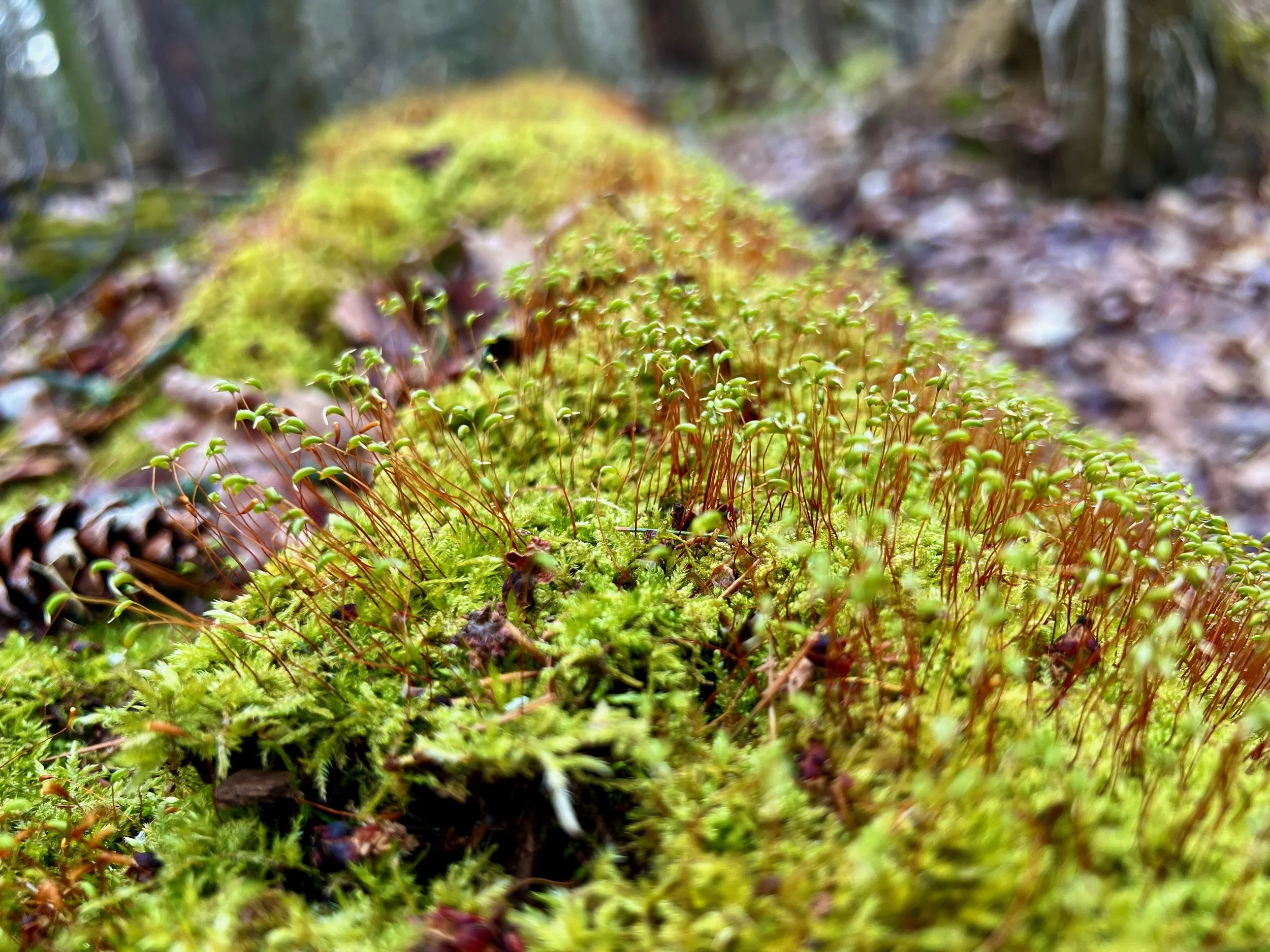   Down logs often support lush carpets of mosses and lichens, and provide places for seedlings to germinate.  Photo © Liz Thompson 