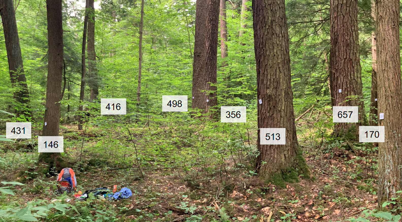   Tree ages in Tionesta Natural Area, Pennsylvania.  Photo © Neil Pederson  
