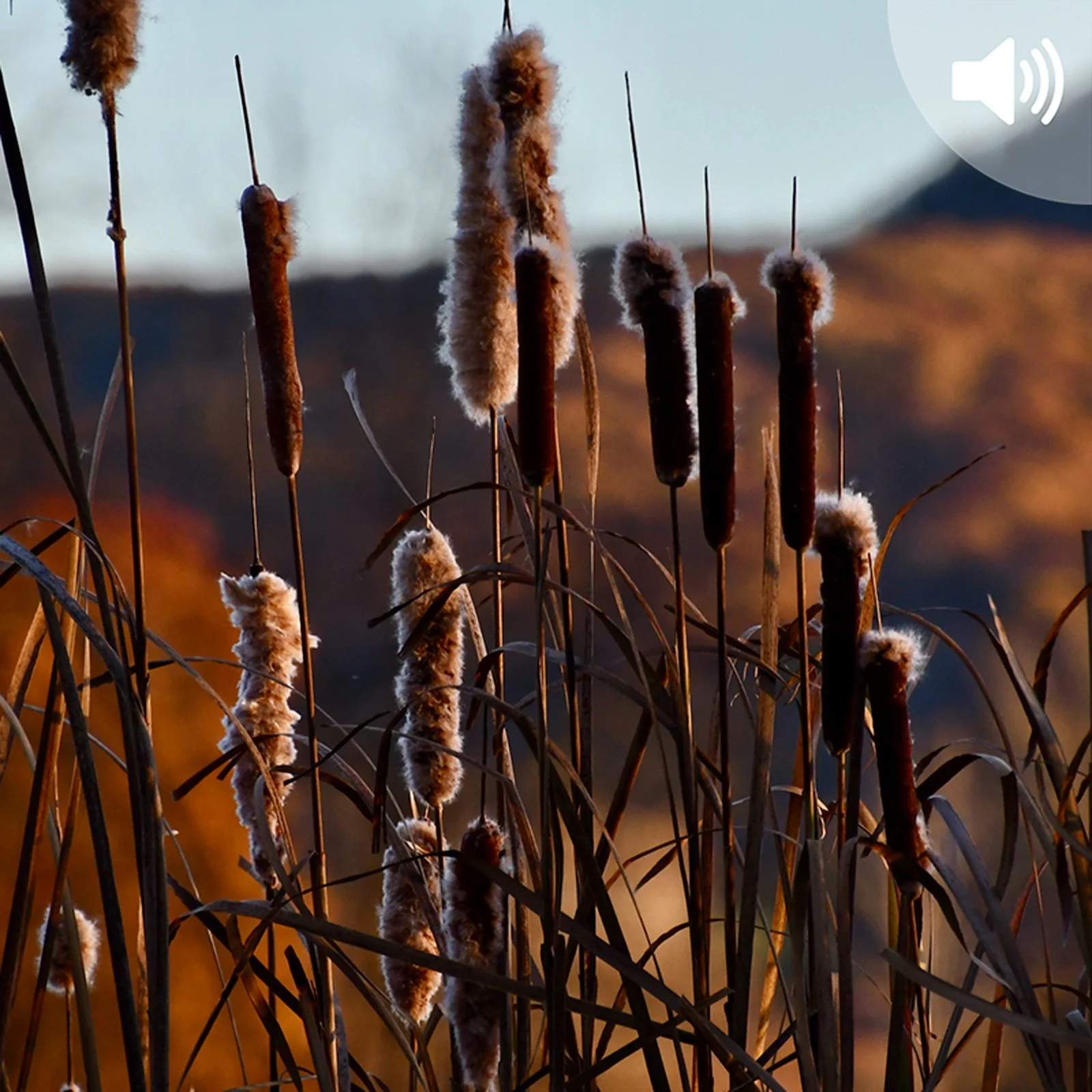 Wilderness Comes Home, 25 Years Later