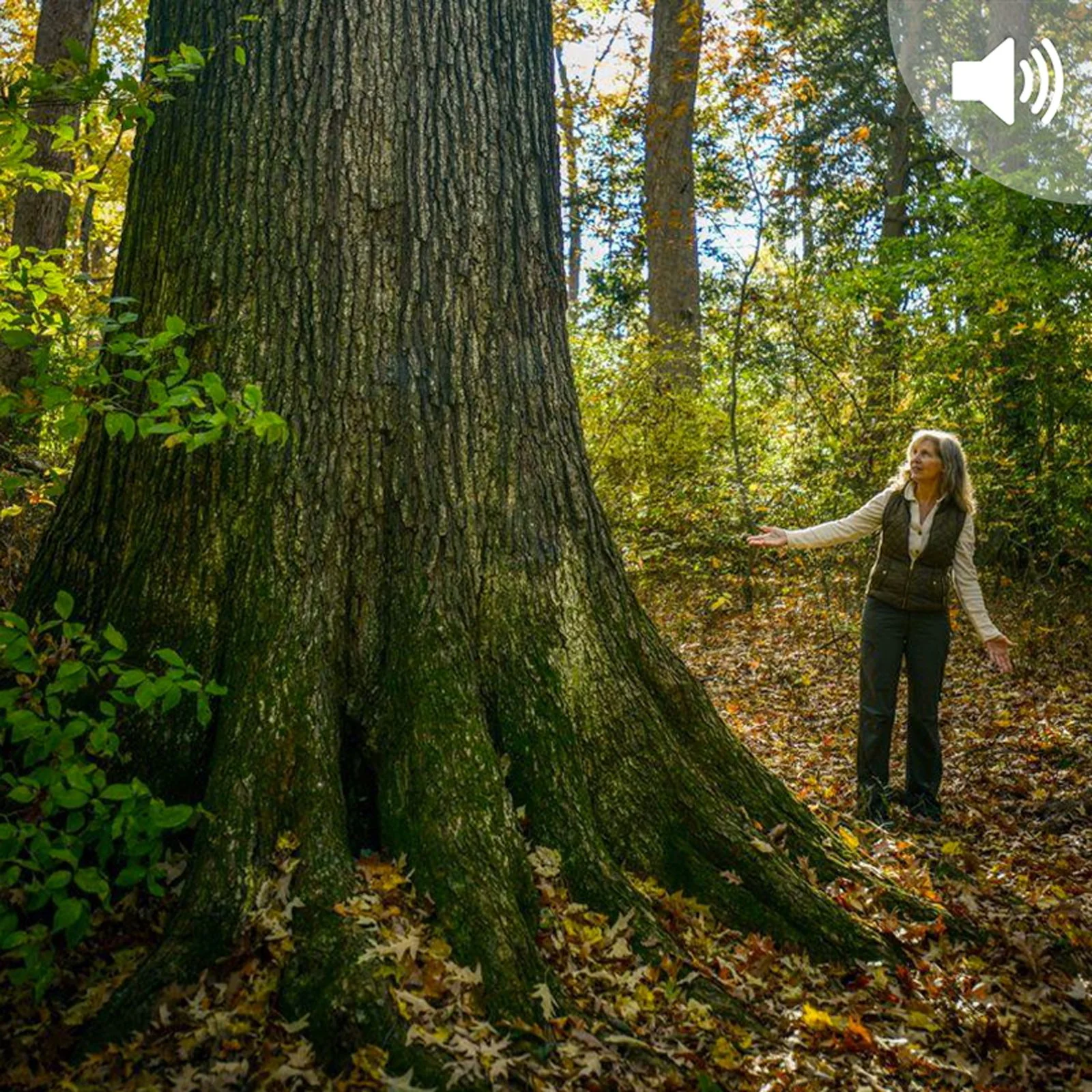 Old-Growth Forest Network