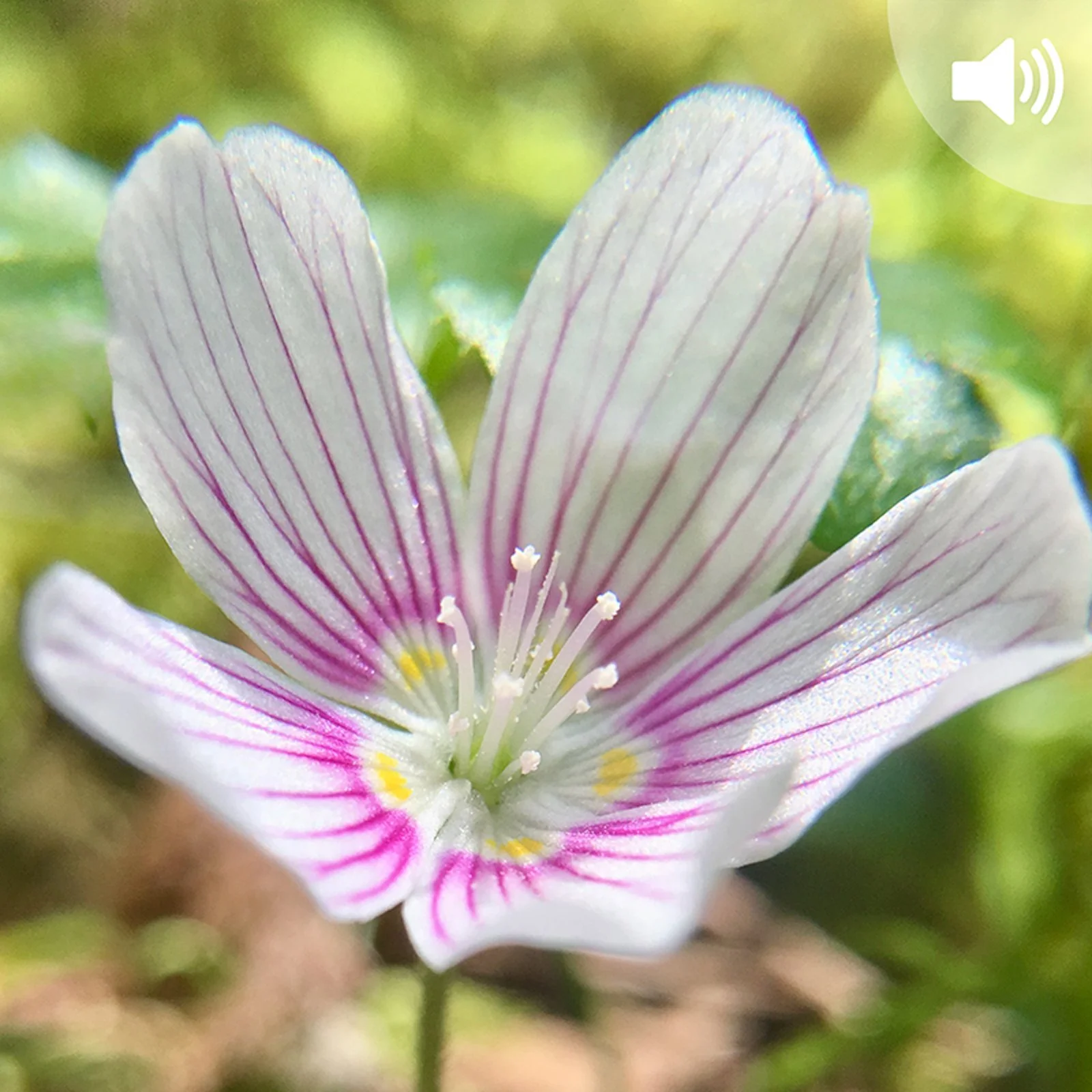At the Log Decomposition Site in the H.J. Andrews Experimental Forest, a Visitation