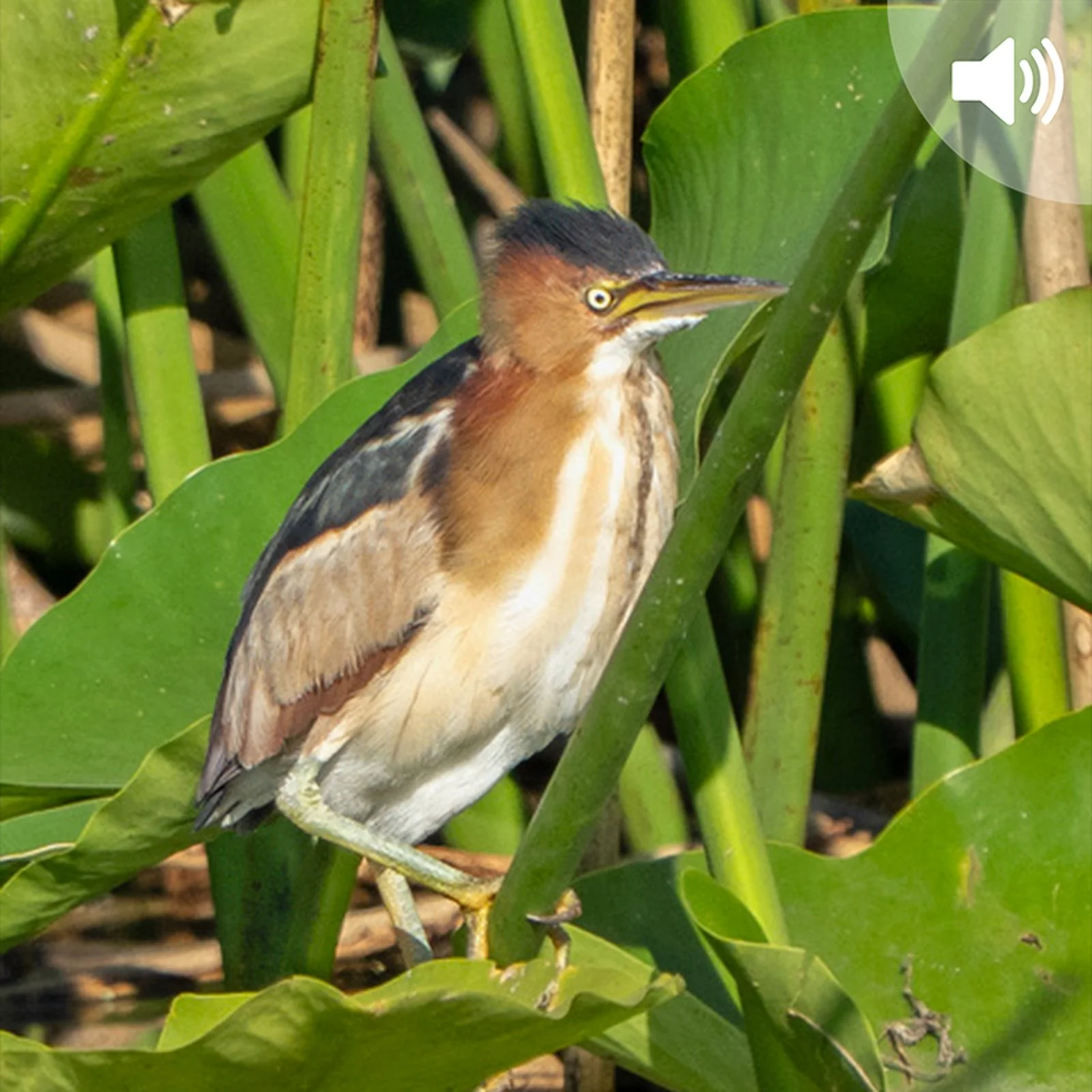 On the Road with Real Naturalists