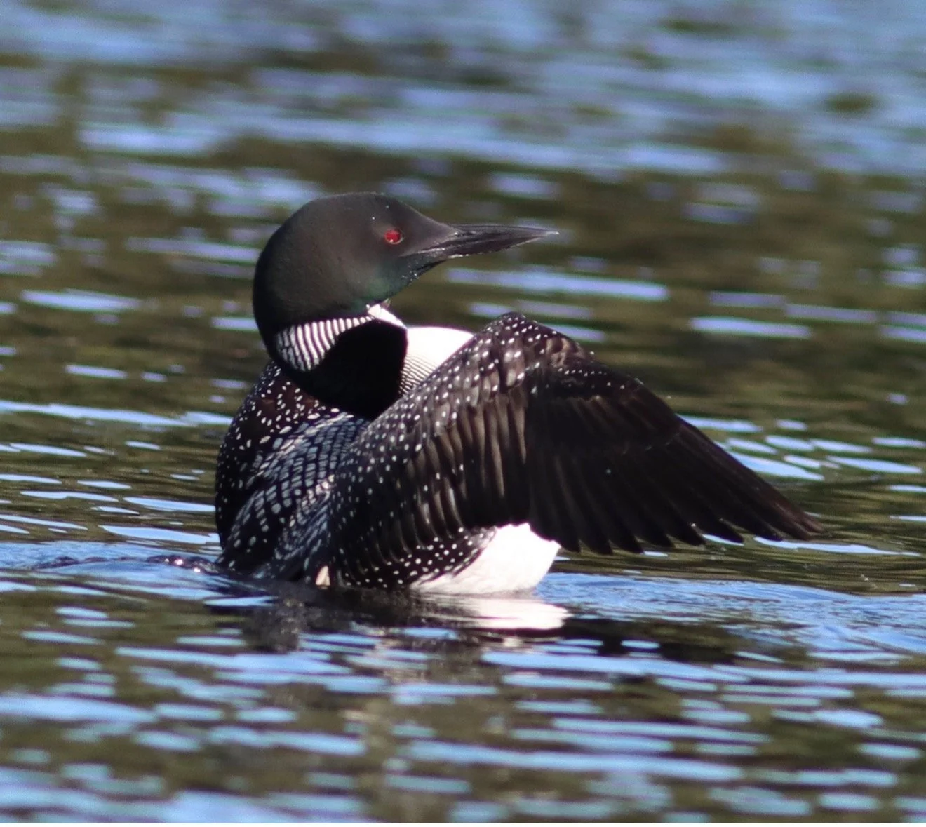 Forests and the Climate Reckoning