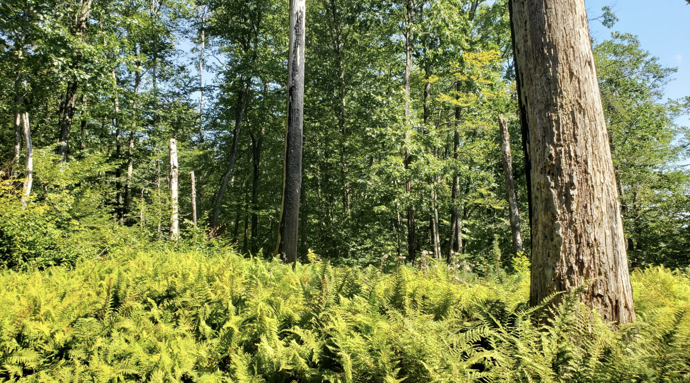 Rewilding in Practice - Northeast Wilderness Trust.png