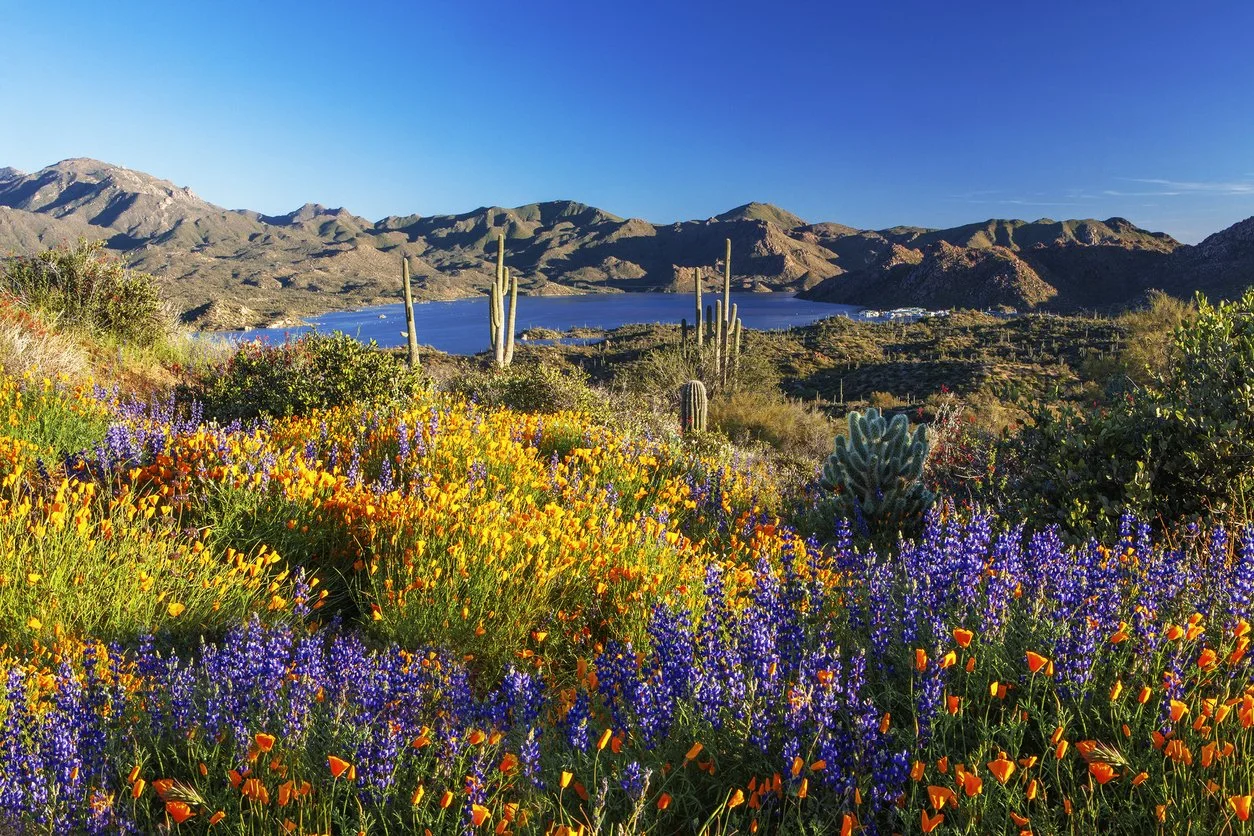 Arizona landscape