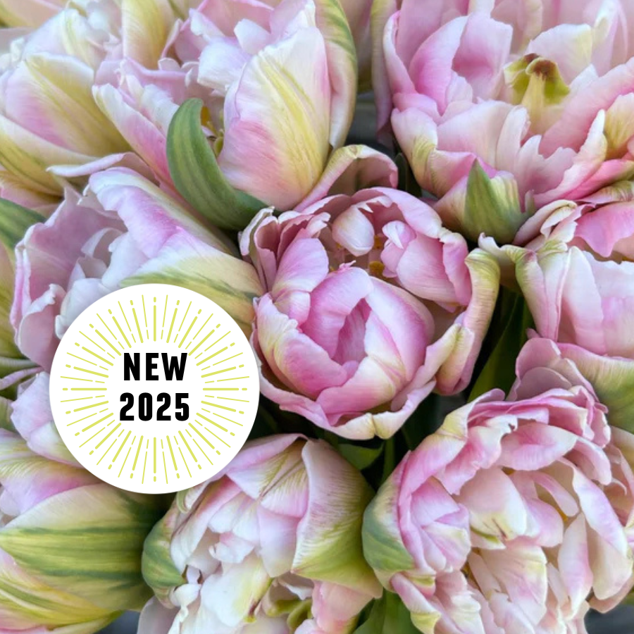 new in 2025 - winter subscription - tulips.png
