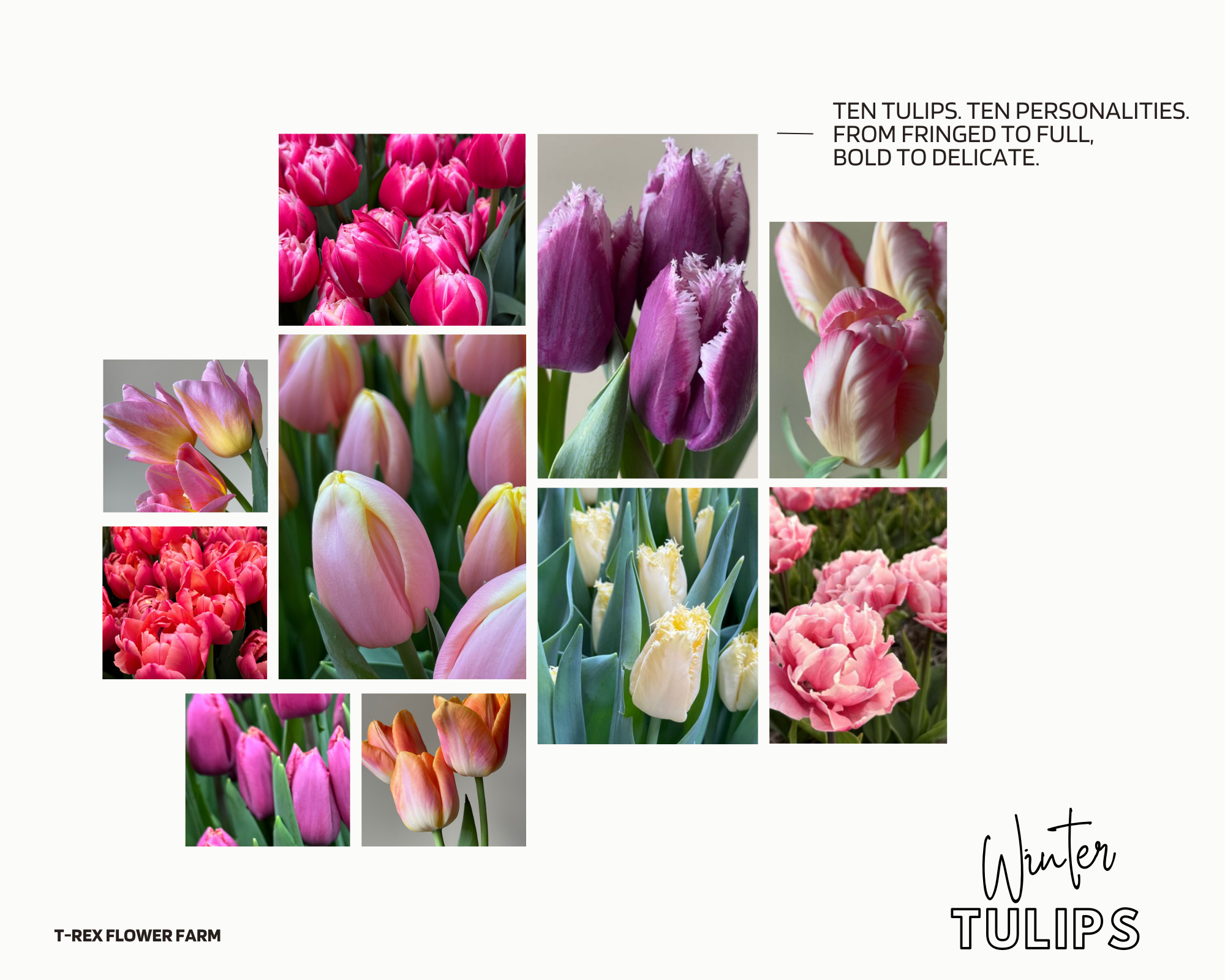 winter tulips 2026.png