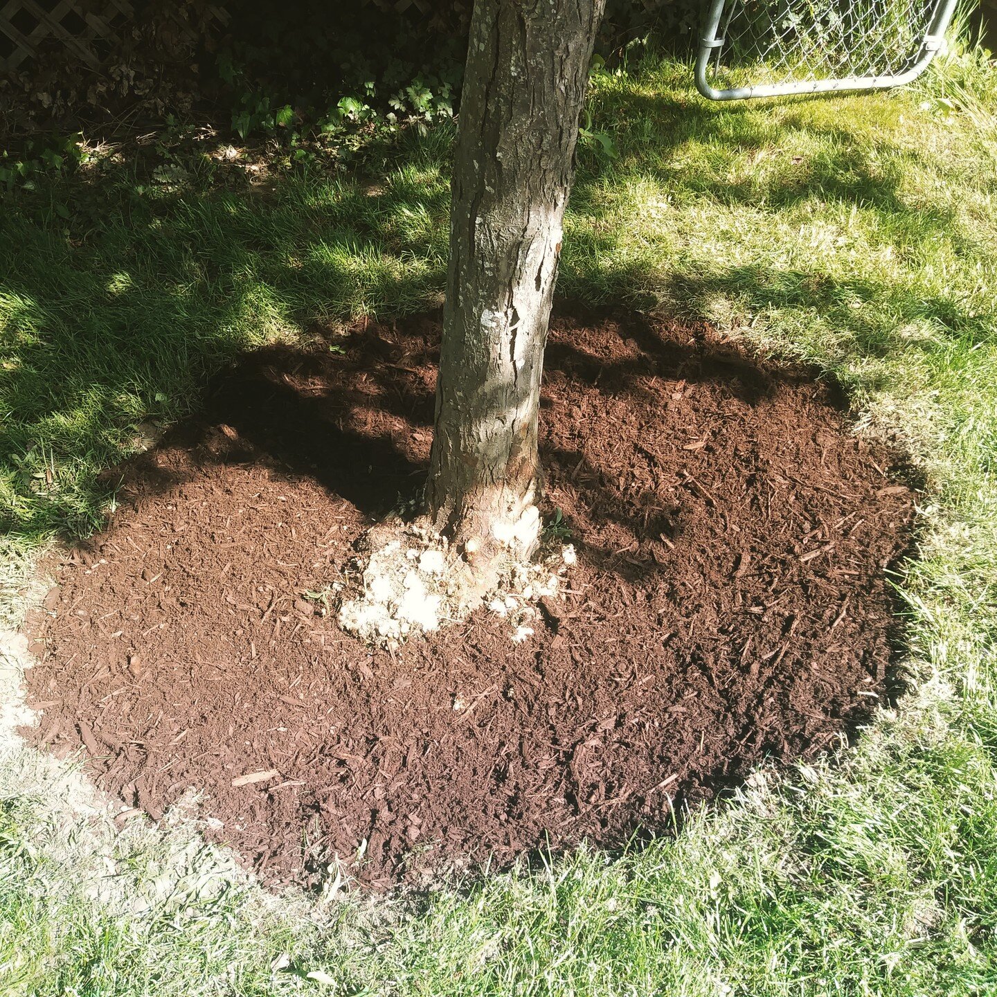 This tree was planted too deep, so we dug it out until we found the tree flare. The tree flare is where the tree expands at the base of the tree. After this, we fertilized and mulched.