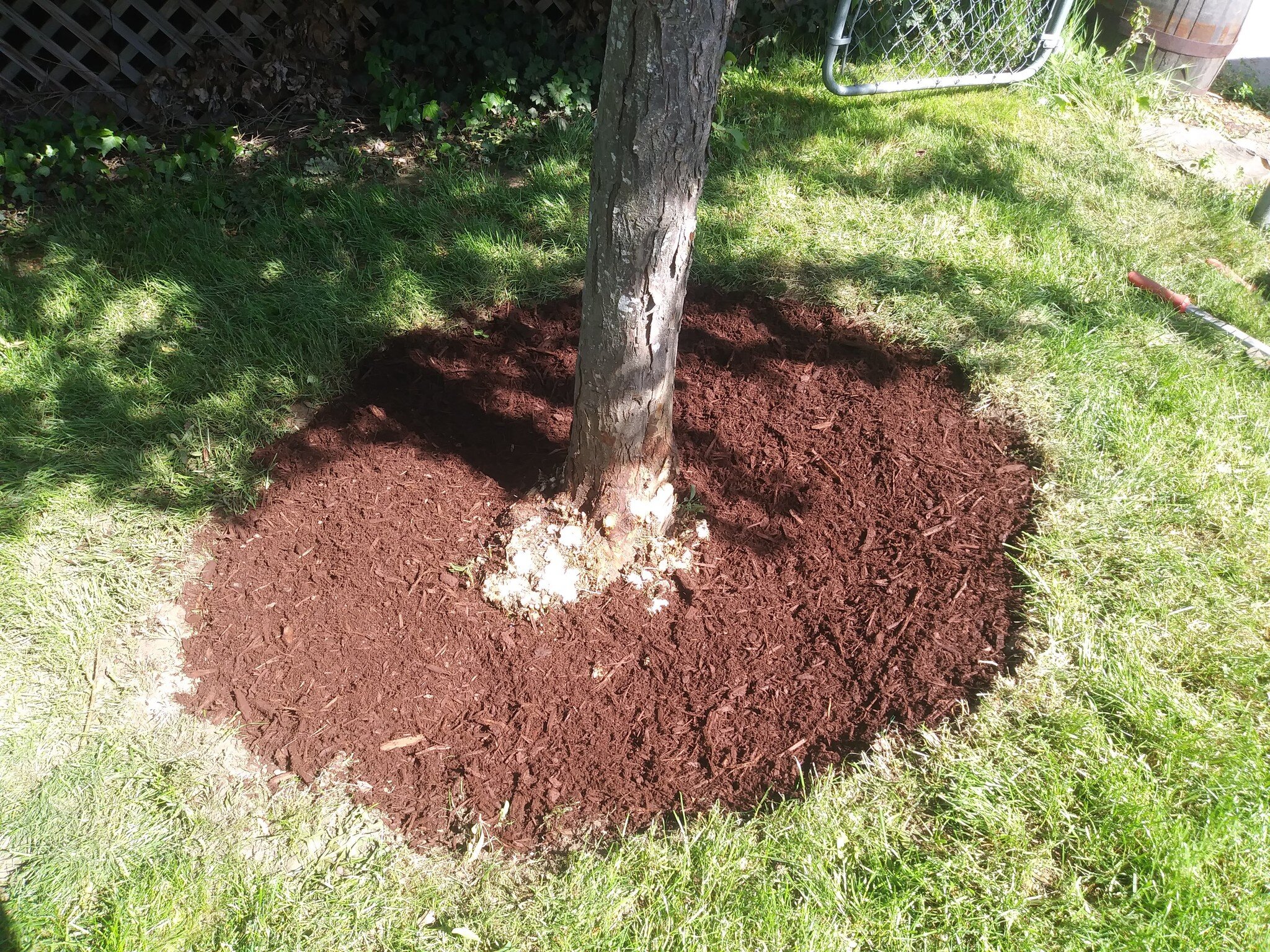 This tree was planted too deep, so we dug it out until we found the tree flare. The tree flare is where the tree expands at the base of the tree. After this, we fertilized and mulched.