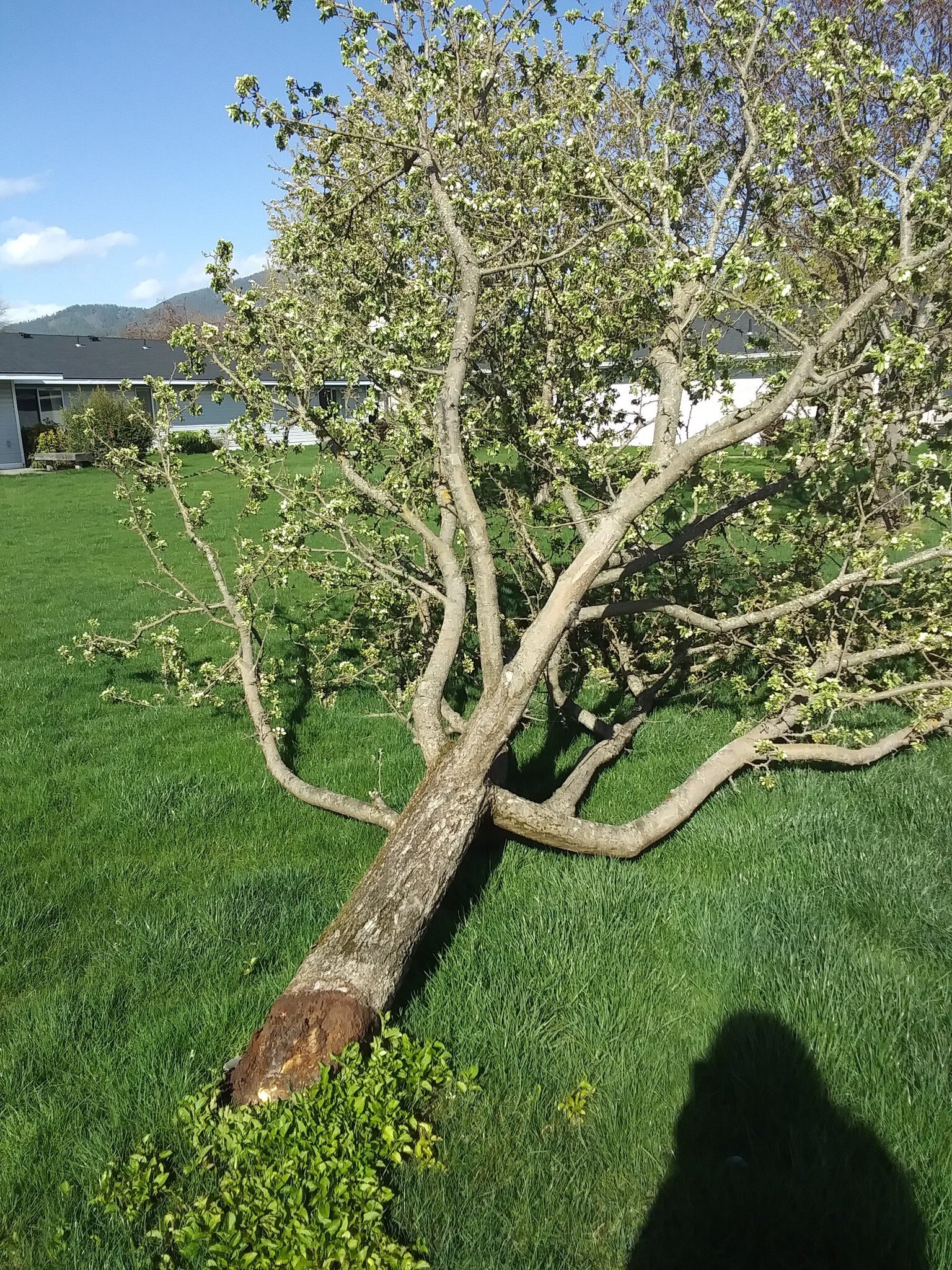 This tree was planted way too deep. A storm came along and blew this little tree right over. To identify a tree that has been planted too deeply, observe if the trunk is growing straight into the ground, resembling a pole. Trees that are suffering du