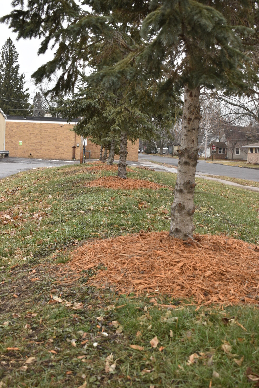 This is an example of mulch mounds around trees covering the stems, preventing proper oxygen from reaching the roots.

Mulch mounds can harm the growth and health of trees as they prevent the roots from receiving proper oxygen supply. The roots of a 