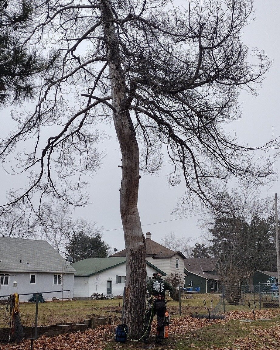A long-standing dead Scotch Pine removal in the cemetery as part of a city project.