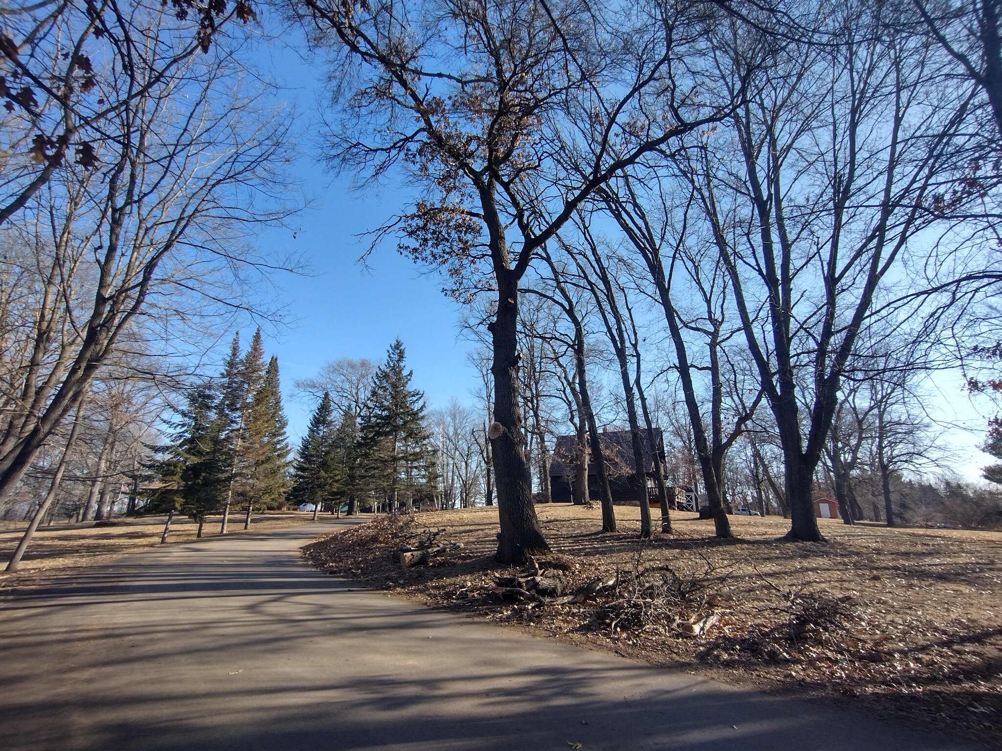 Large declining Red Oak in Pine City that had some very large deadwood over the road. We let the customer know that it looks to have two lined chestnut borer issues and is potentially developing Oak Wilt, though that remains to be seen. For now, we'r