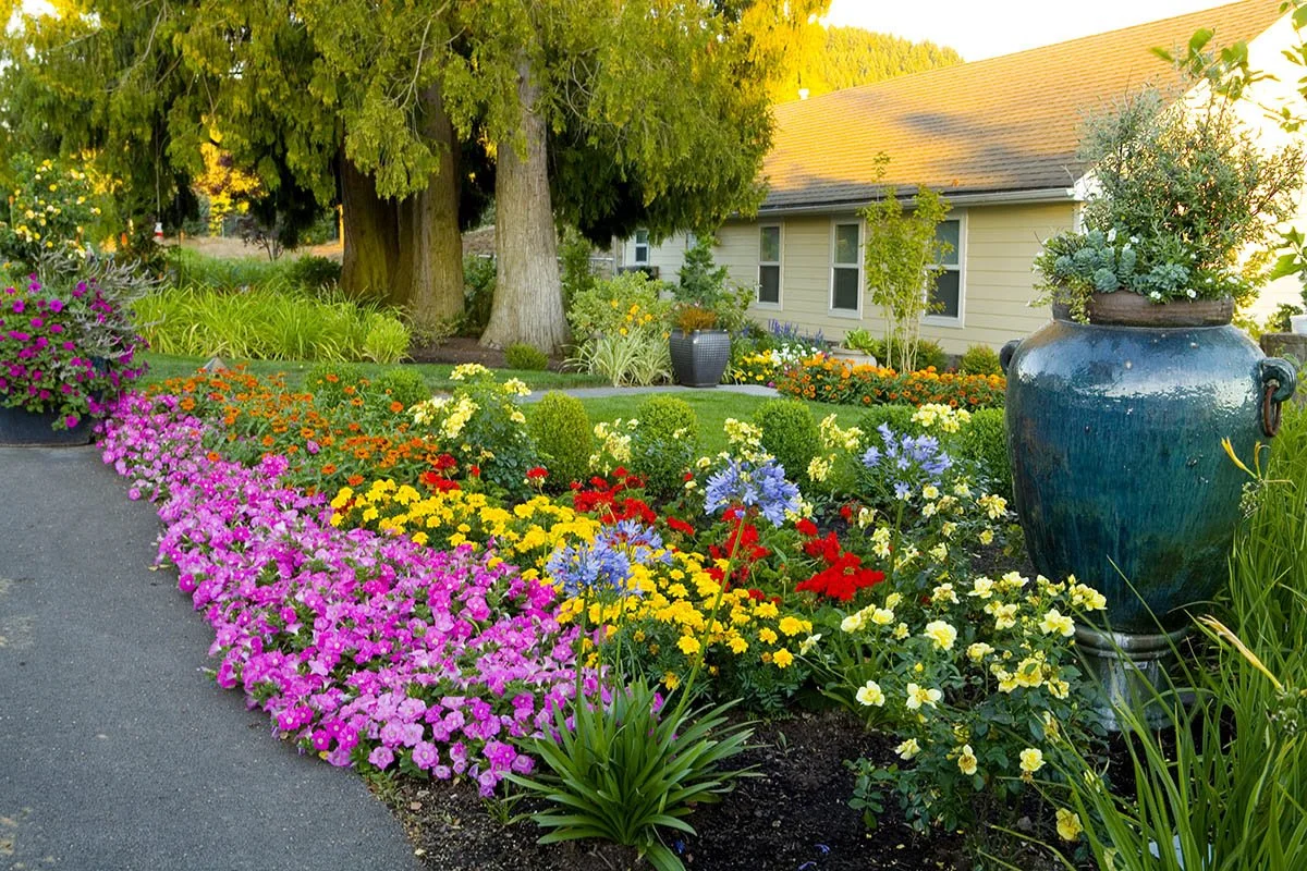 A vibrant front yard garden featuring a colorful array of petunias and marigolds designed by a professional Tigard landscaping company.