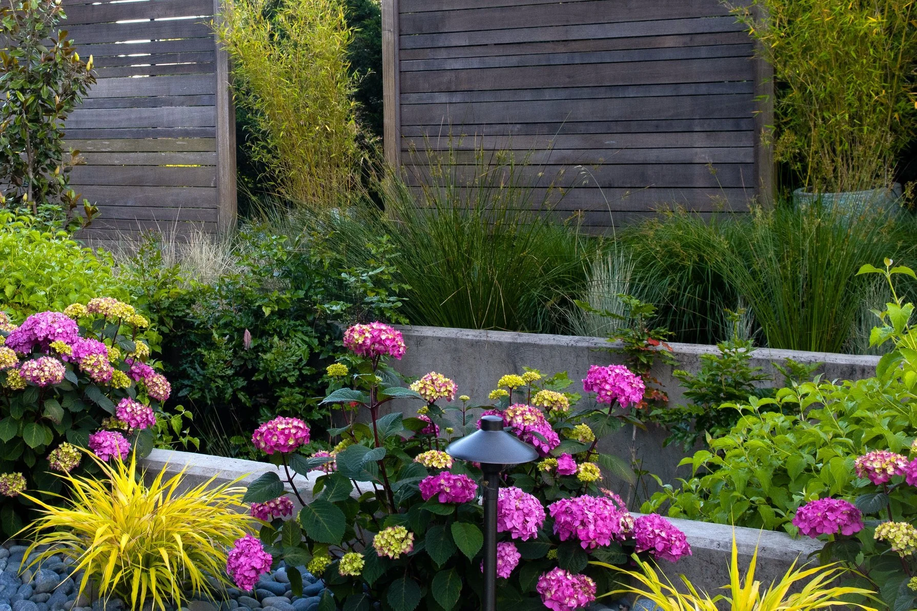Bright pink hydrangeas and ornamental grasses create a layered, colorful backyard retreat for a Beaverton resident.