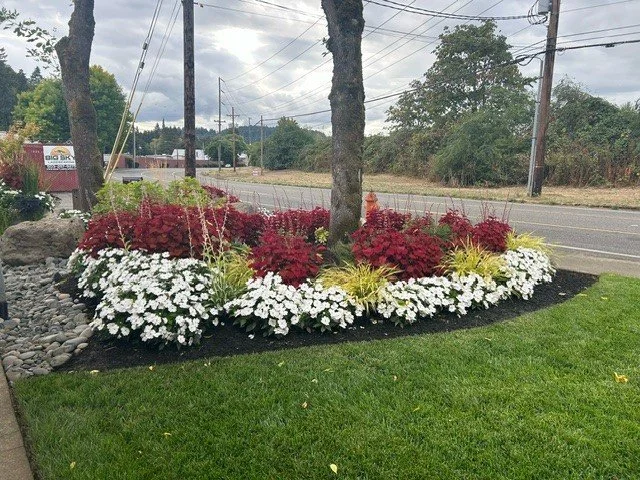 A professionally maintained commercial roadside garden in Tigard showcases vibrant red coleus and white impatiens.