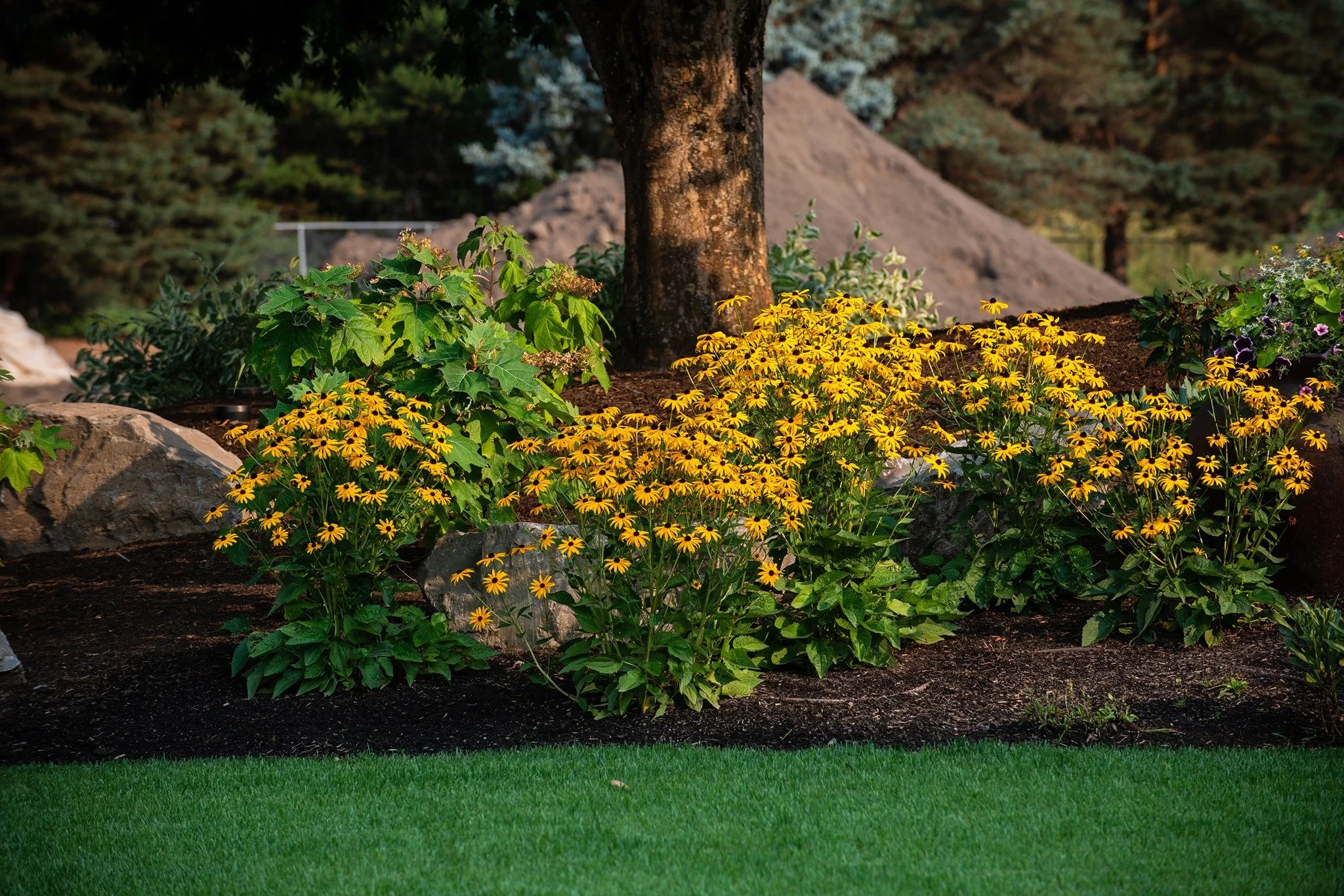 Black Eyed Susan flowers planted amongst other Oregon-native plants after a landscaping installation performed by Big Sky Landscaping.