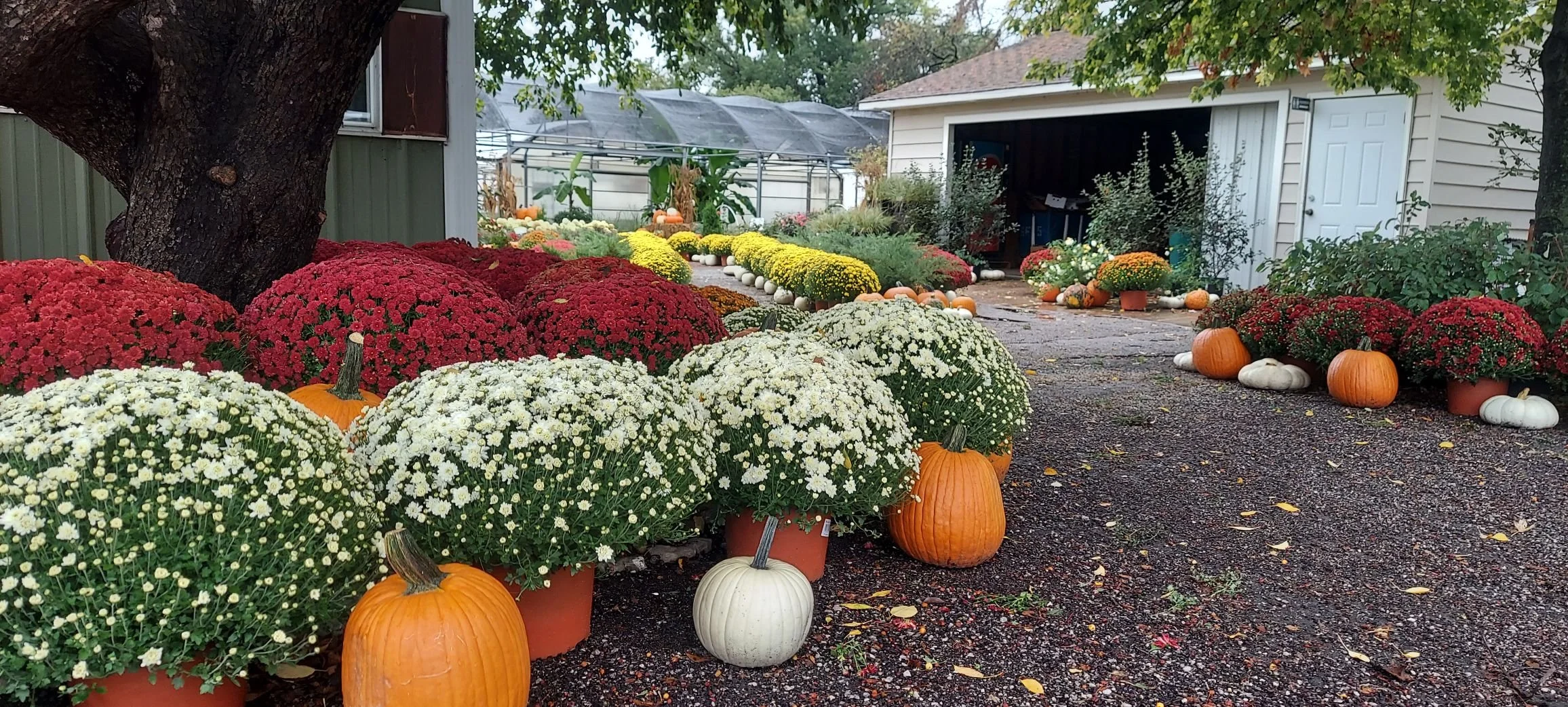 Fall outdoor scene with pumpkins, colorful chrysanthemums, and a garden shed surrounded by trees and a greenhouse.