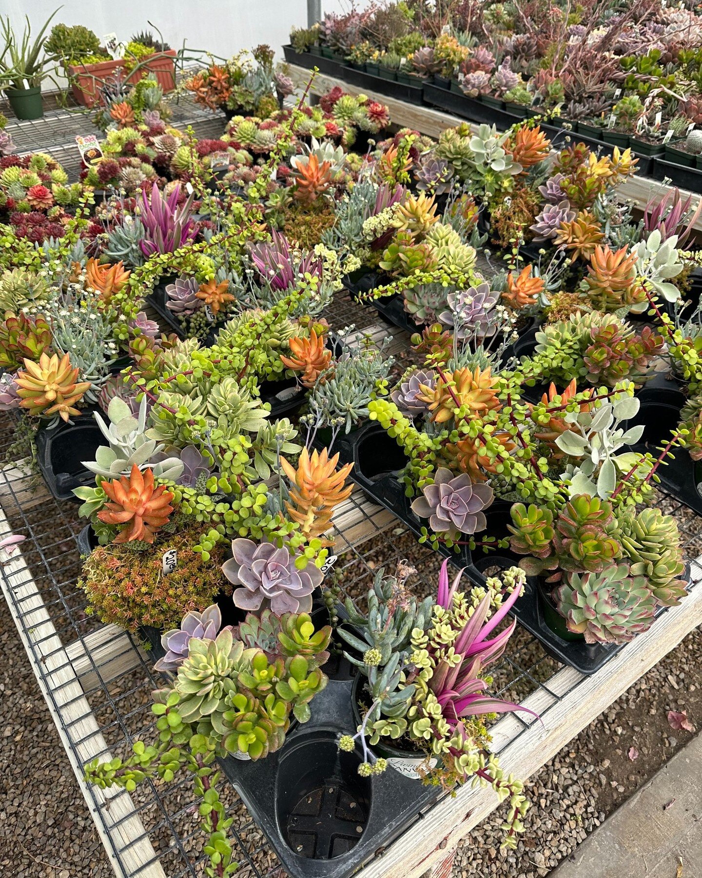 We carry a full line of Tropical House Plants, along with a wide array of succulents, herb plants, and so much more! Stop in today, say hi to Brenden, grab a gift card for your favorite friend and enjoy our free, warm greenhouse air! See you at Pines