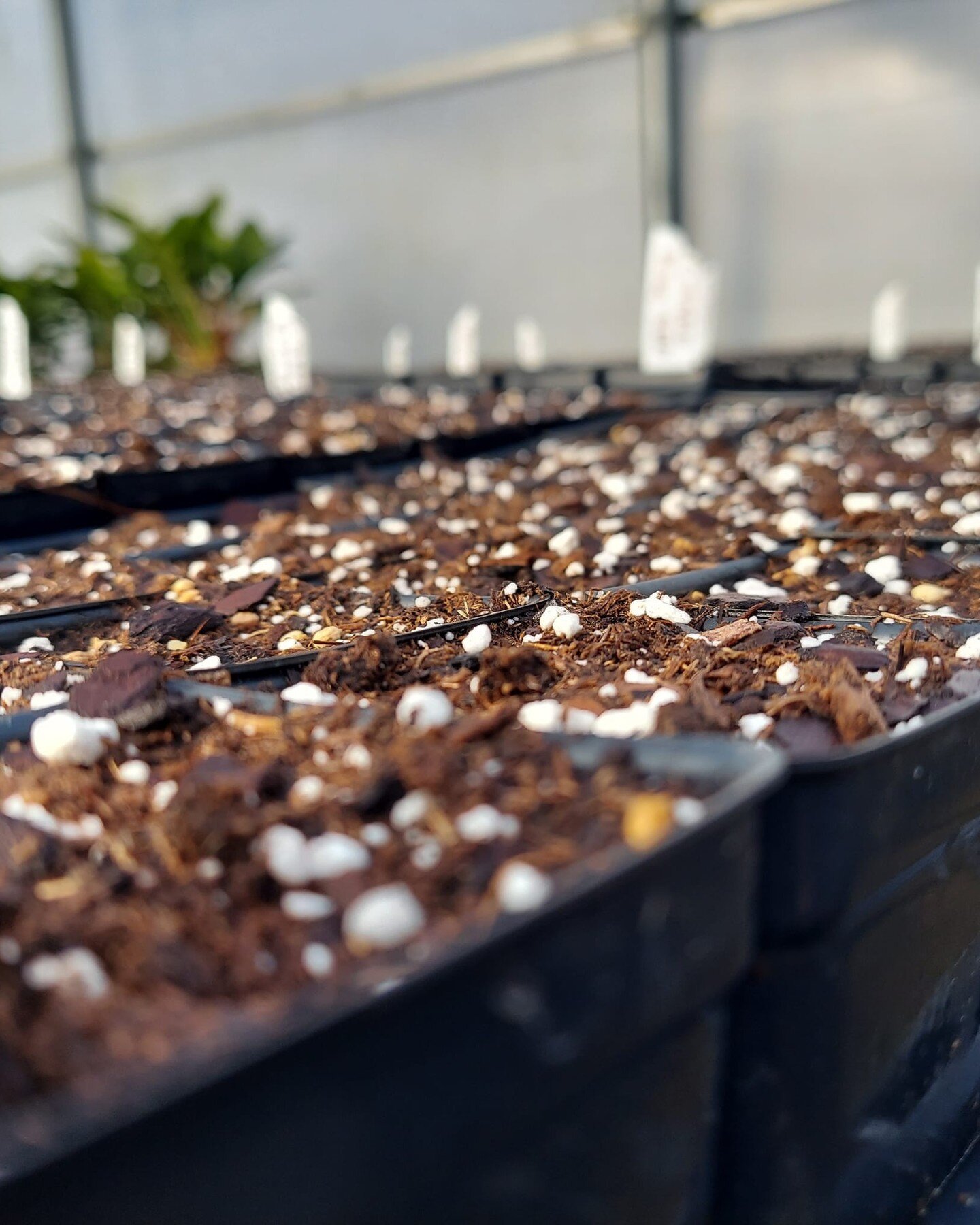 Made a special sowing of vegetable and flower seed for the @kawvalleyseedfr! Mark your calendars, And see what these flats turn into in just a couple short month's!