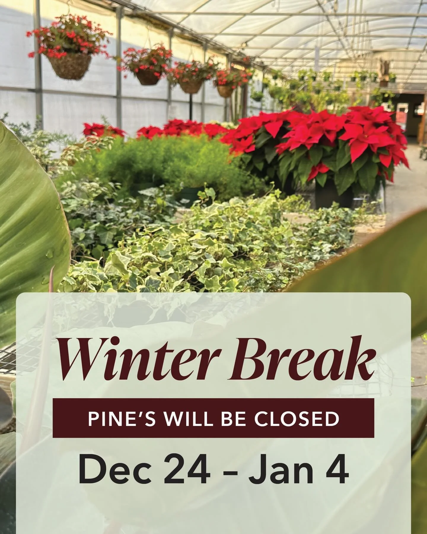 We&rsquo;re taking a winter break! ❄ Pine&rsquo;s Garden &amp; Market will be closed from Dec 24th - Jan 4th. We&rsquo;ll be back on the 5th to kickoff the new year.

Fear not, there&rsquo;s still a week to shop before the holidays, swing by and grab