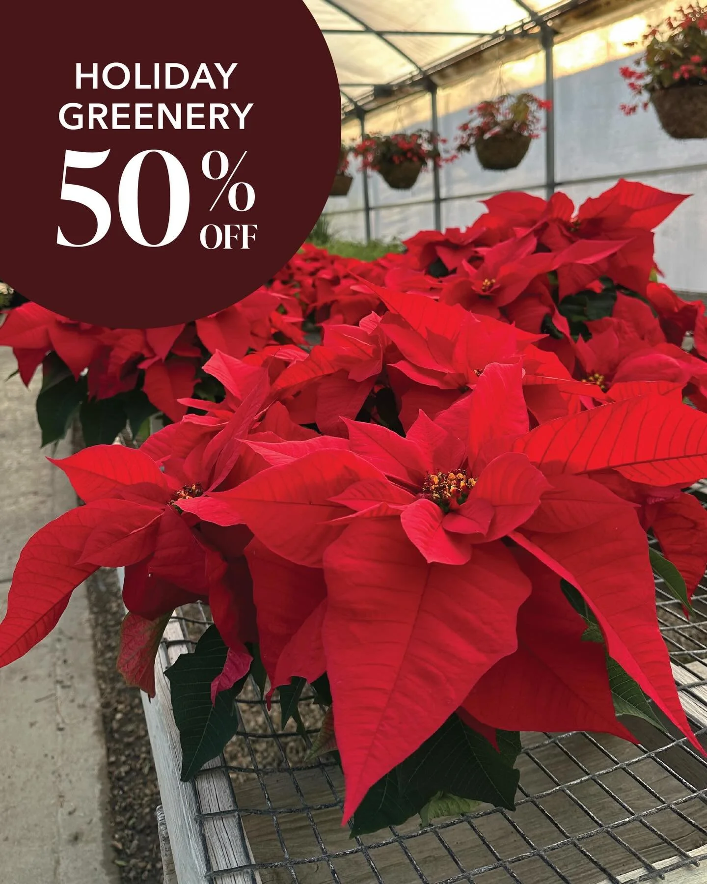 Winter greenery is now 50% off! Perfect for last minute decorating before the holiday.&nbsp;🌲

This includes Christmas trees, poinsettia, wreaths, centerpieces, cut holiday greenery, Norfolk Pine&rsquo;s, Christmas cactus and Gold Cypress.