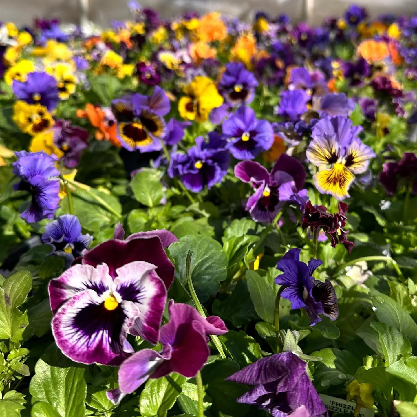 Escape the weather whiplash in our greenhouses 🌷
All your spring favorites are now available - Pansies, Snapdragons, Iris and many more floral finds to add color to your garden.