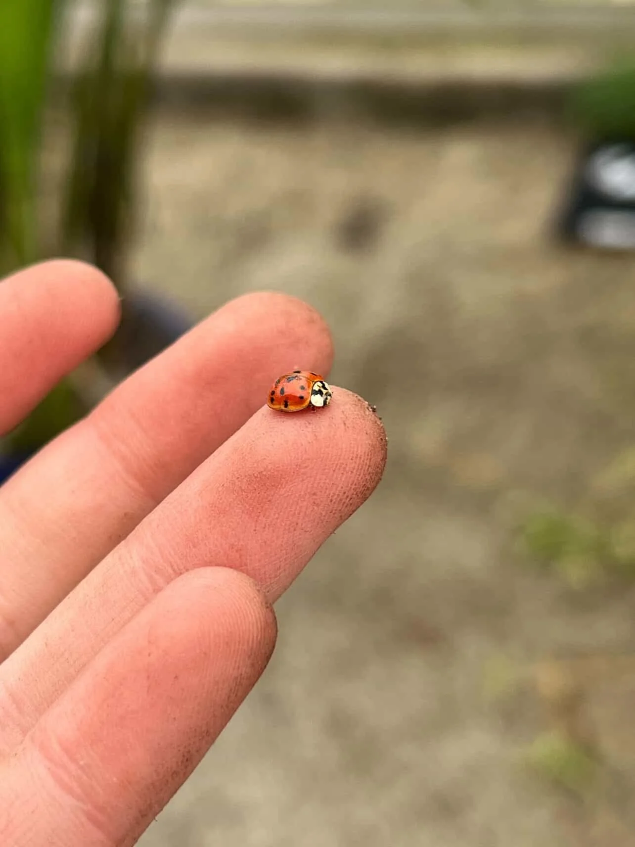 🐞 🌼 🪴 Our bug friends are as happy as we are to have all the plants back