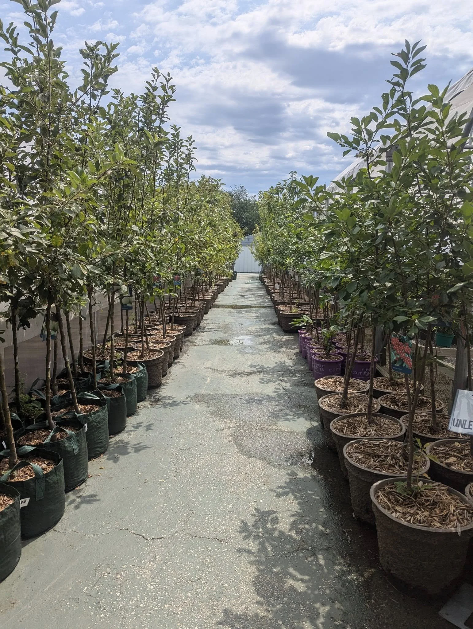 Potted trees growing in a nursery with a concrete pathway and a cloudy sky overhead.