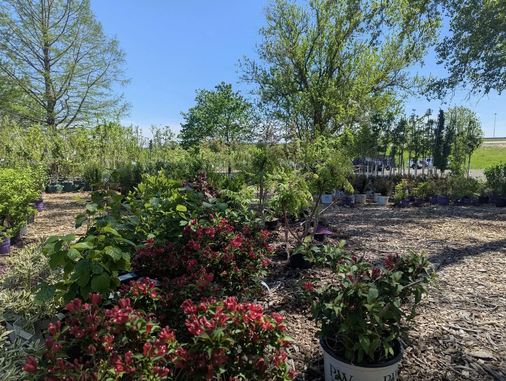 A sunny outdoor plant nursery with potted plants and trees, and a row of parking cars beyond the green trees in the background.