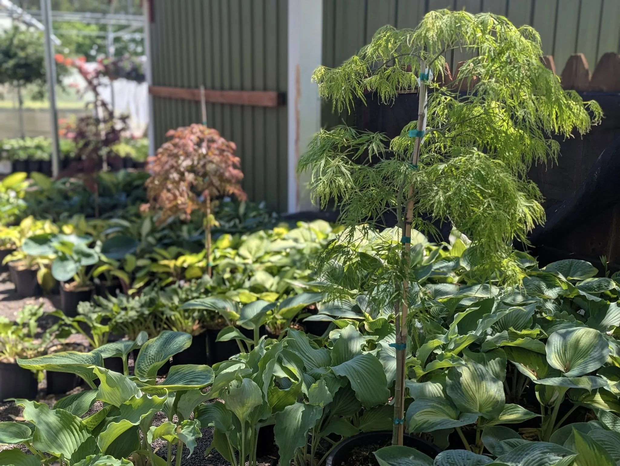 Various potted plants and trees in a garden nursery, including a young tree with green, feathery leaves supported by a stake, and other lush foliage plants in the background.