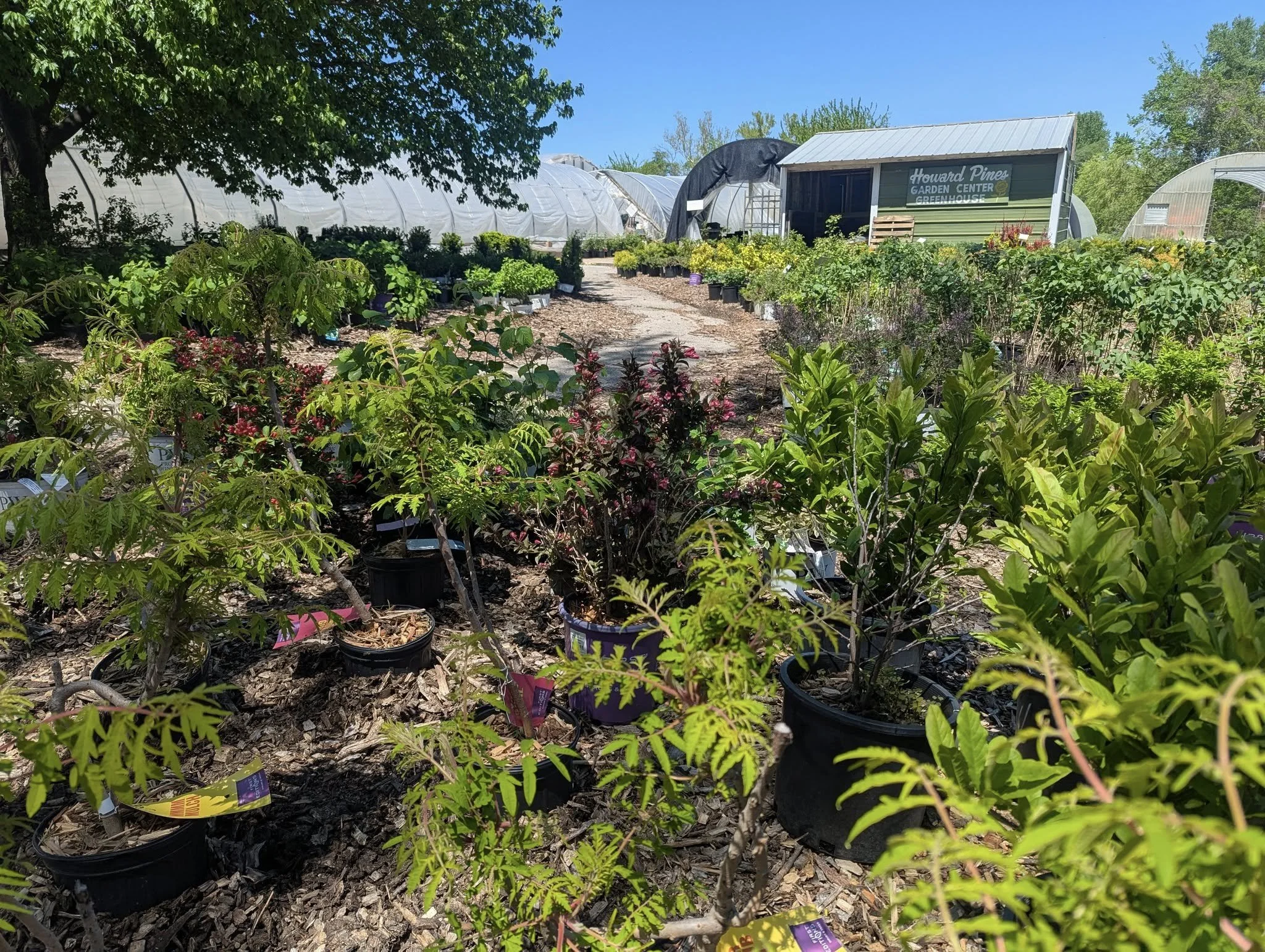 A nursery with potted plants and trees outdoors on a sunny day, with a greenhouse and a sign reading 'Howard Pines Garden Center & Greenhouse' in the background.